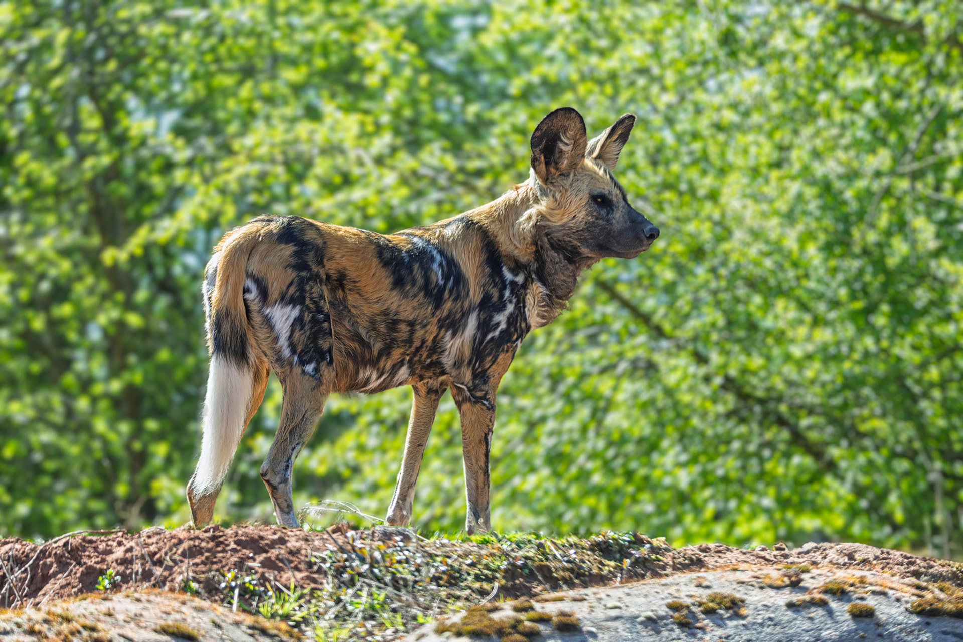 African Wild Dogs - Chester Zoo