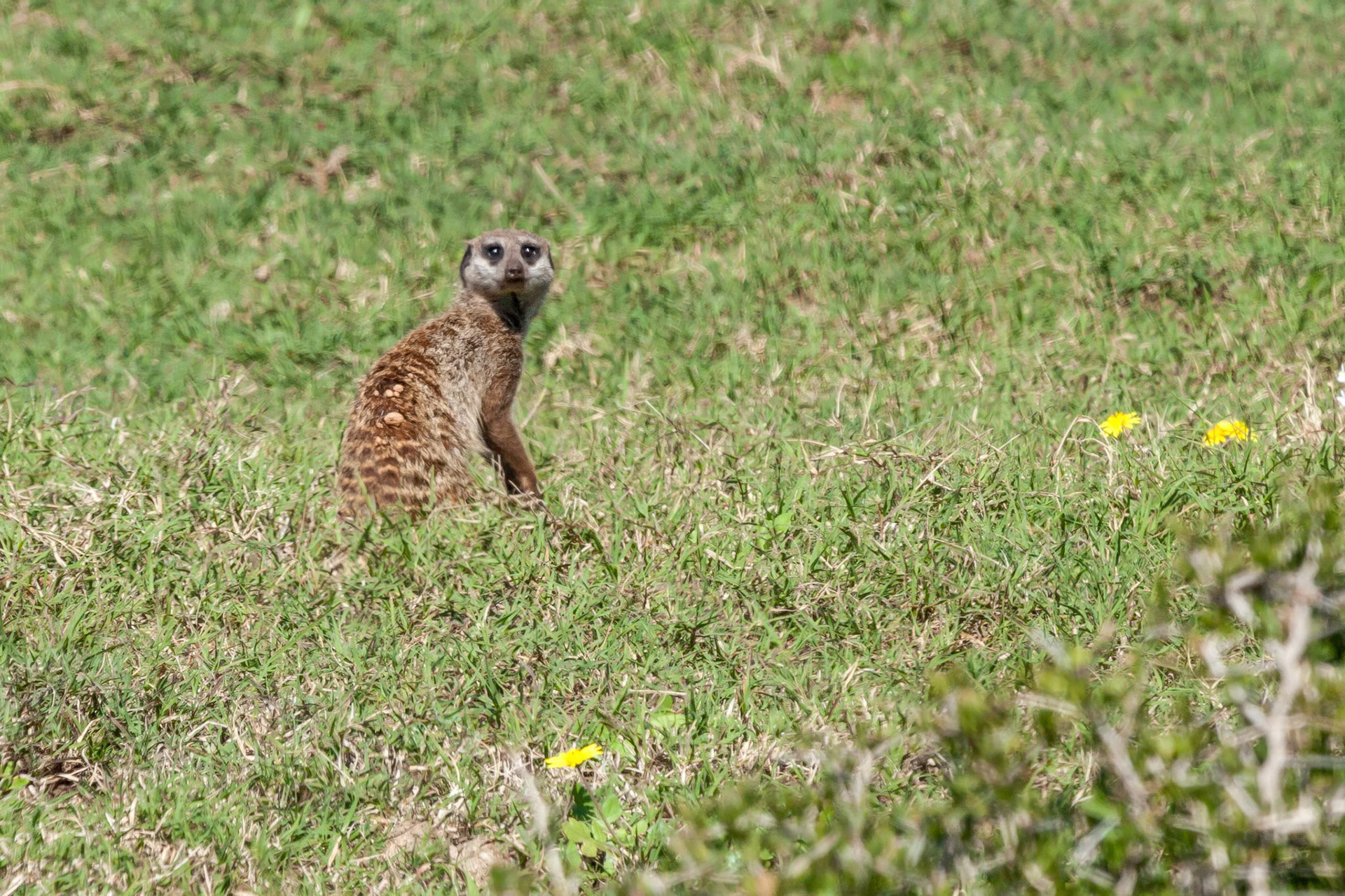 Addo Elephant National Park SA