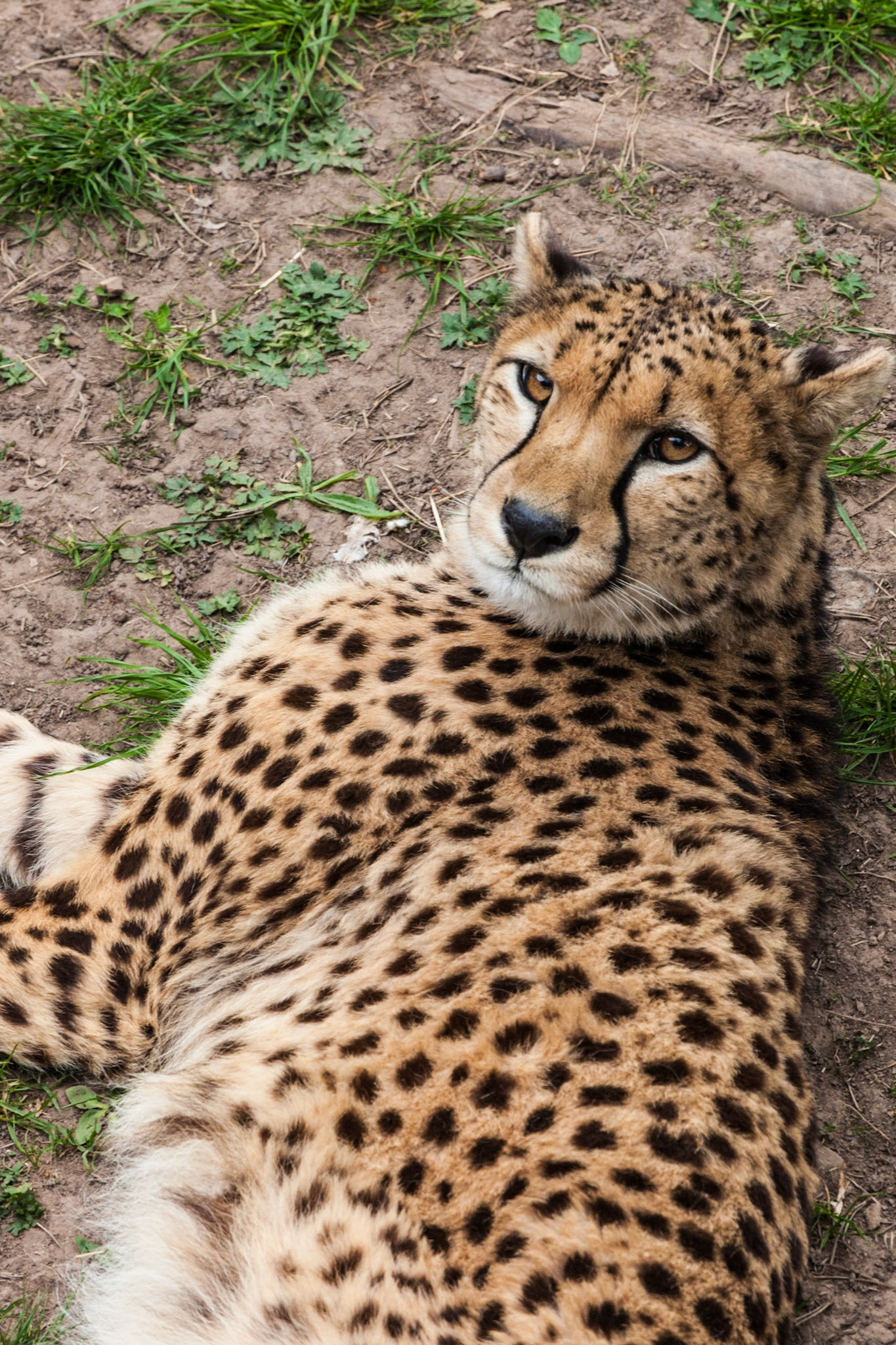 Chester ZooChester Zoo