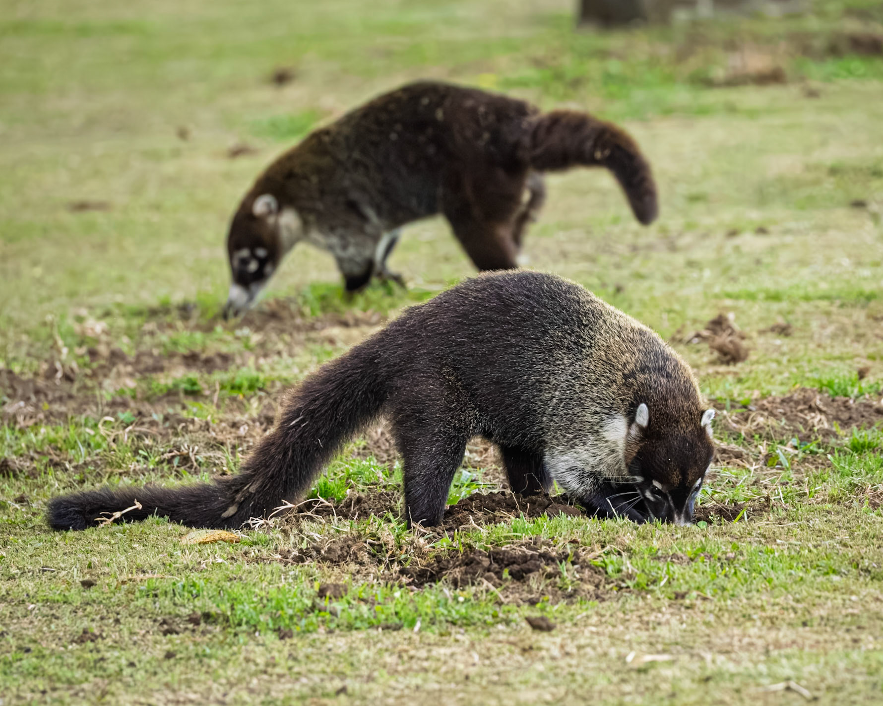 White Nosed Coati