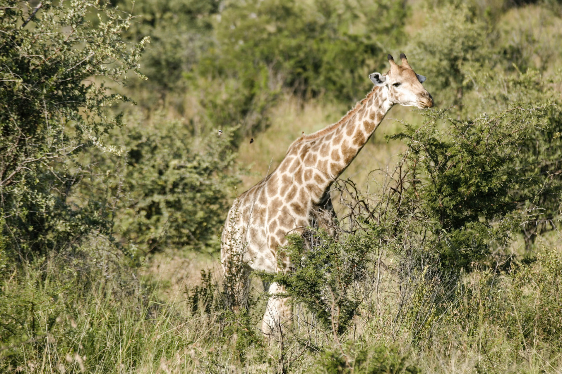 Giraffe with Butterflys - Kruger National park