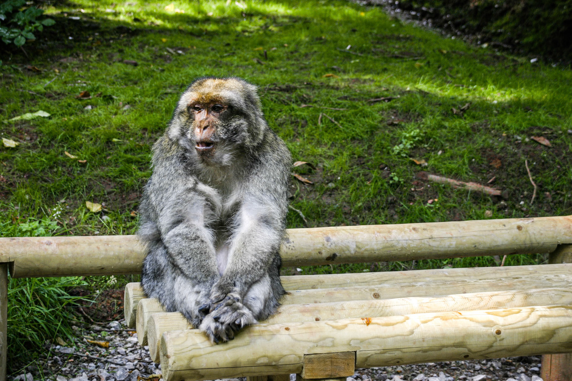 Trentham Monkey Forest, Barbary Macaques