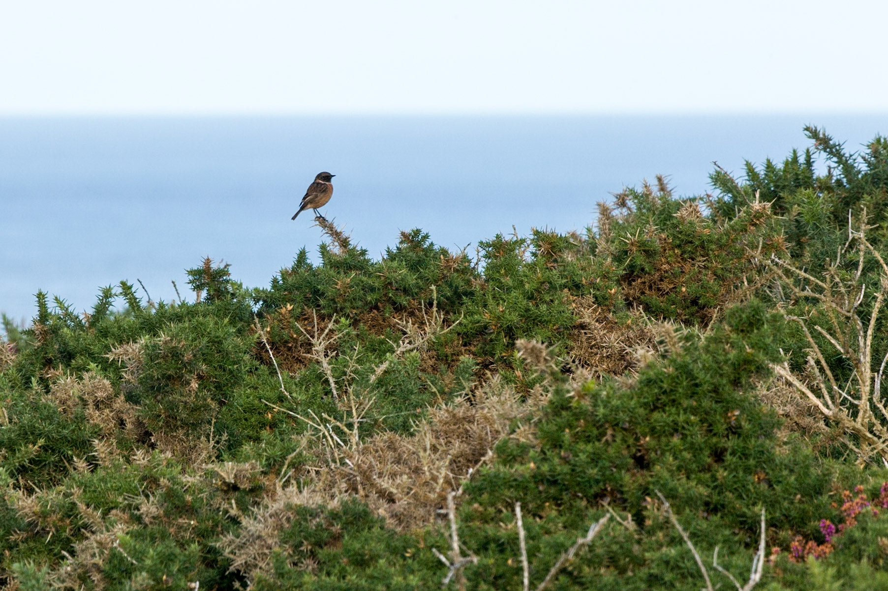 SkyLark - Brecon Beacons