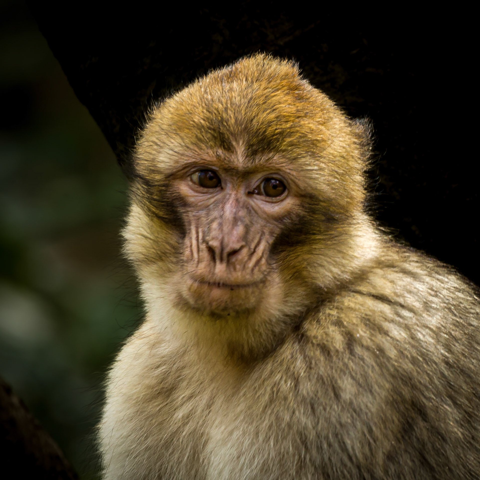 Trentham Monkey Forest, Barbary Macaques