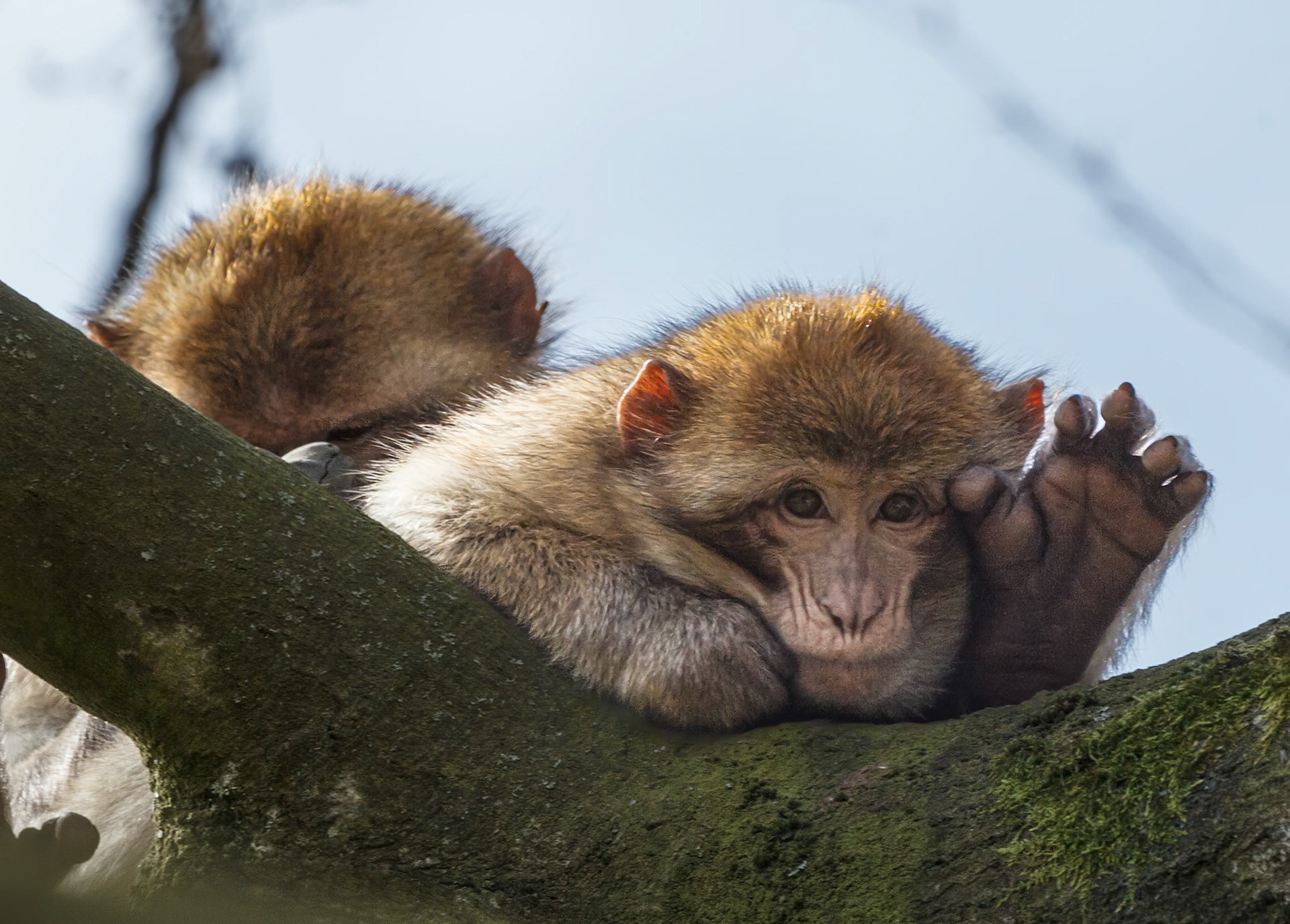 Trentham Monkey Forest, Barbary Macaques