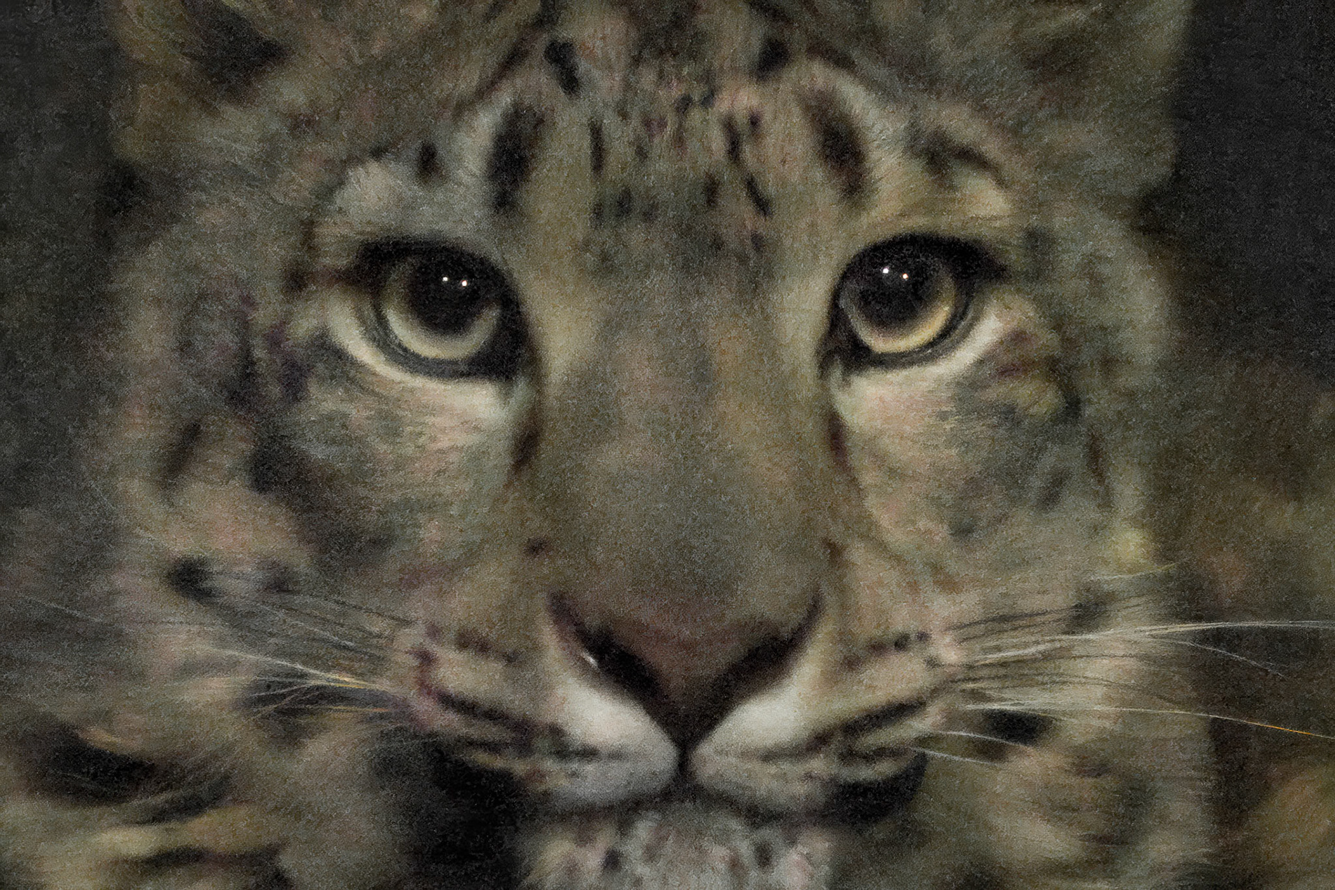 Snow Leopard, Chester Zoo