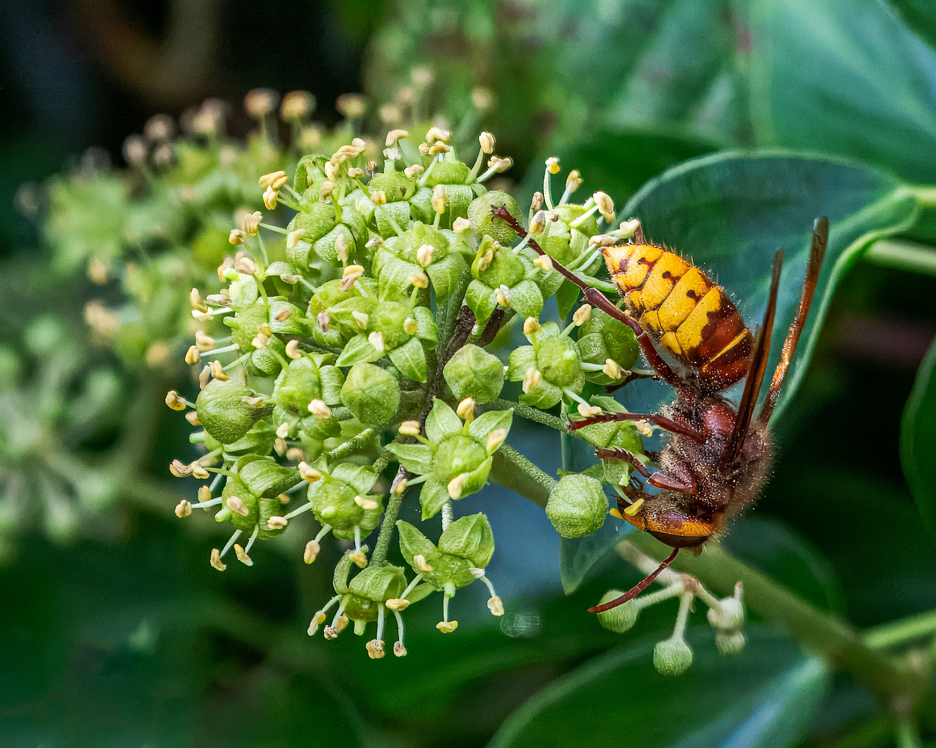 Hornet at WWT Slimbridge