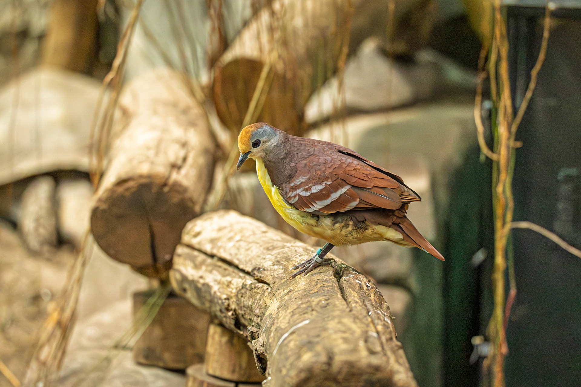 Cinnamon Ground Dove - Chester Zoo