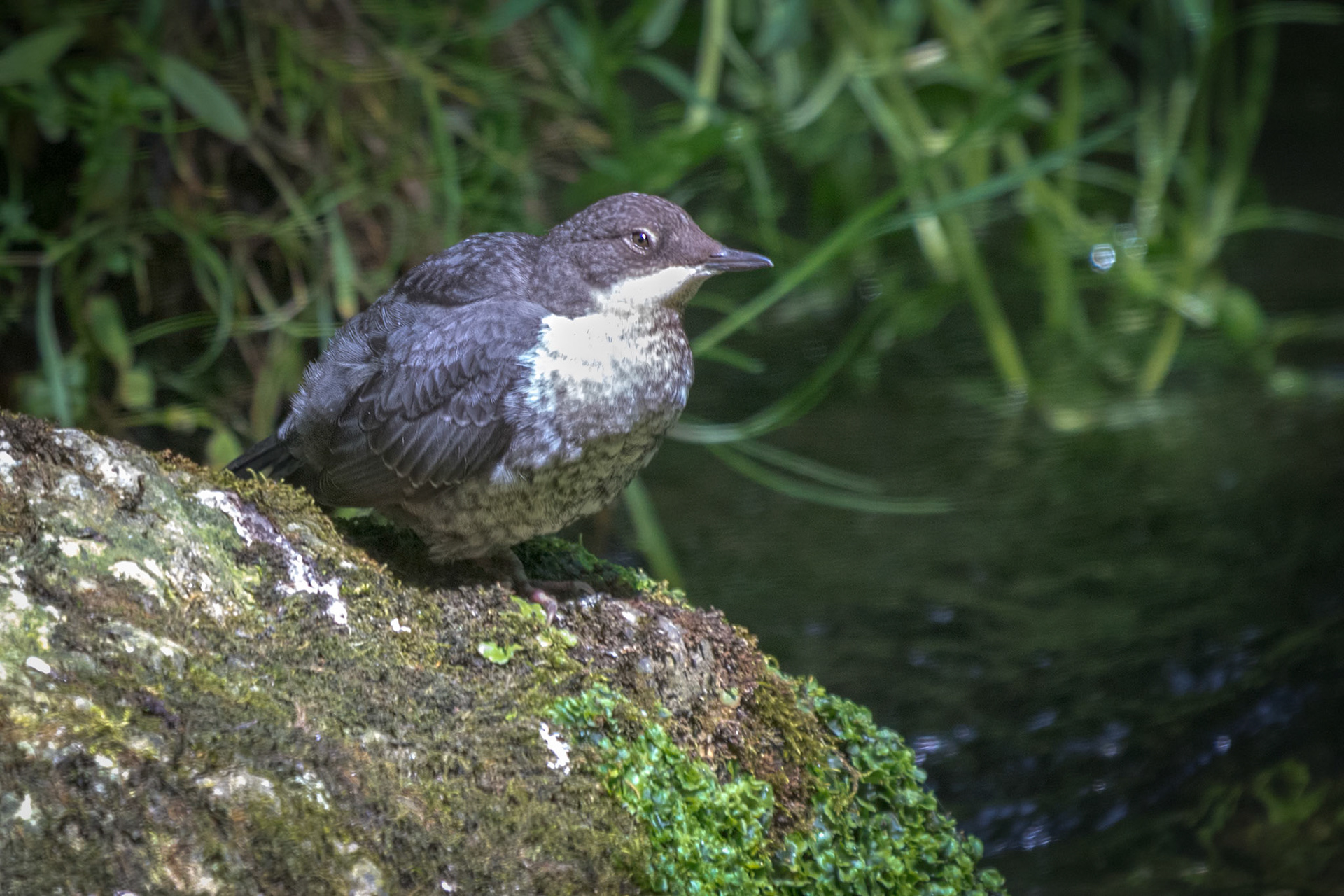 Young Dipper