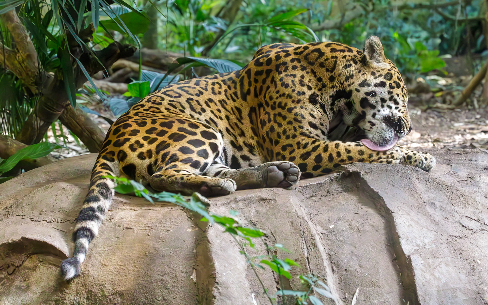 Jaguar, Chester Zoo