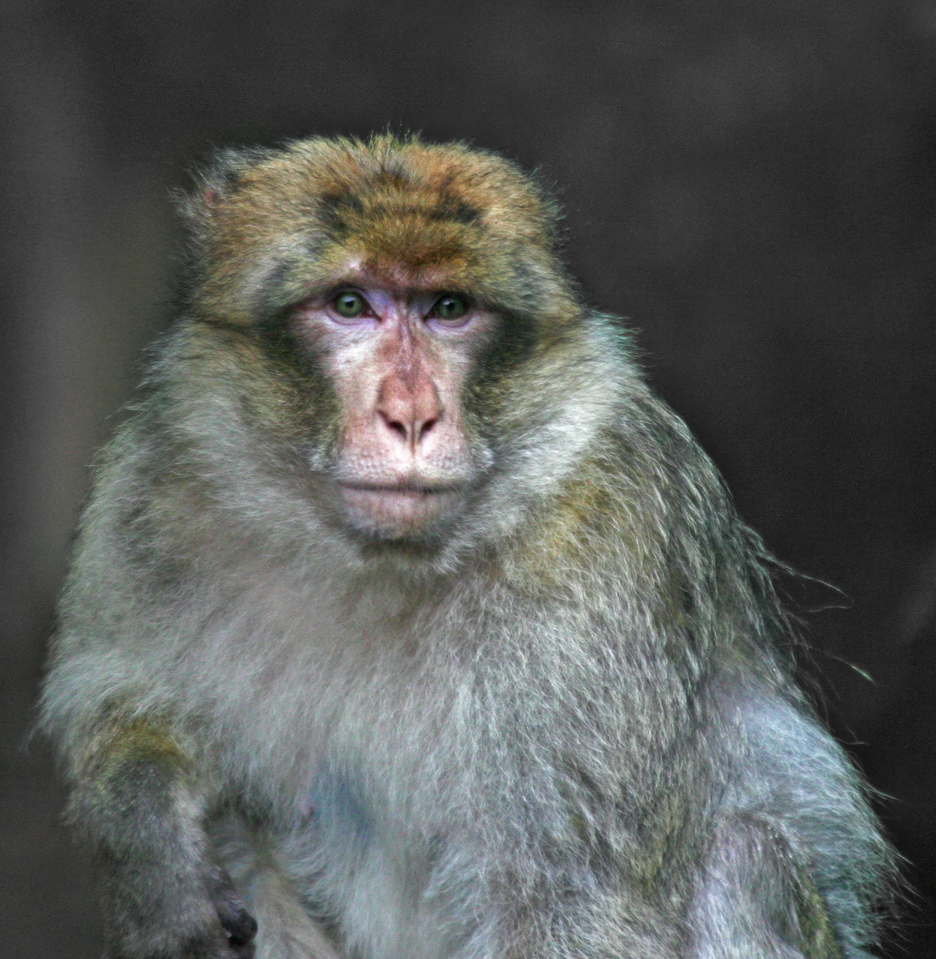 Trentham Monkey Forest, Barbary Macaques