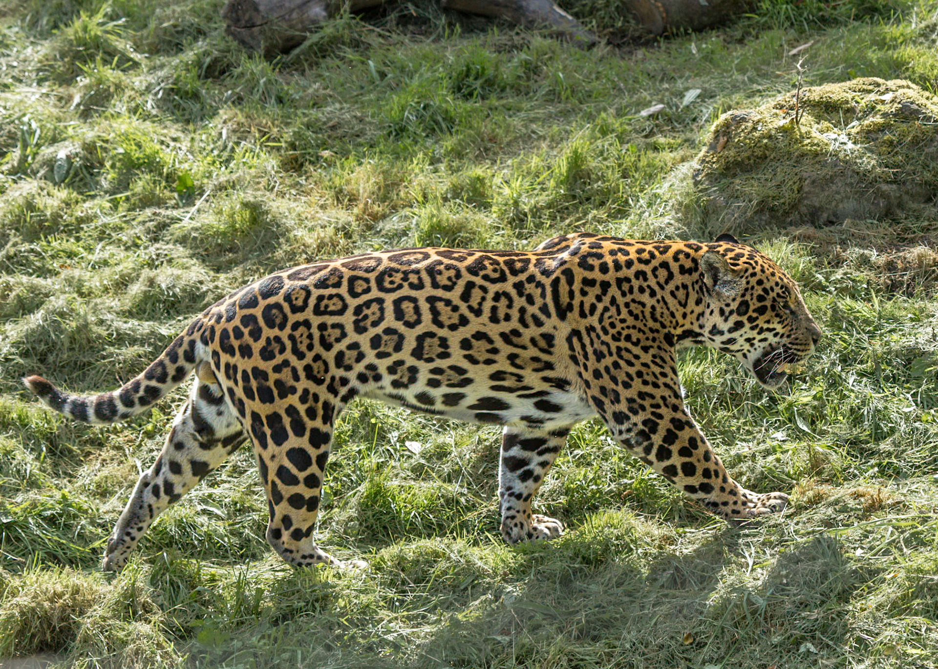 Jaguar, Chester Zoo