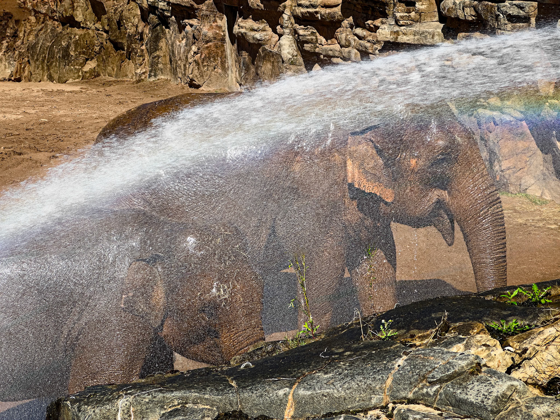 Shower Time Chester Zoo