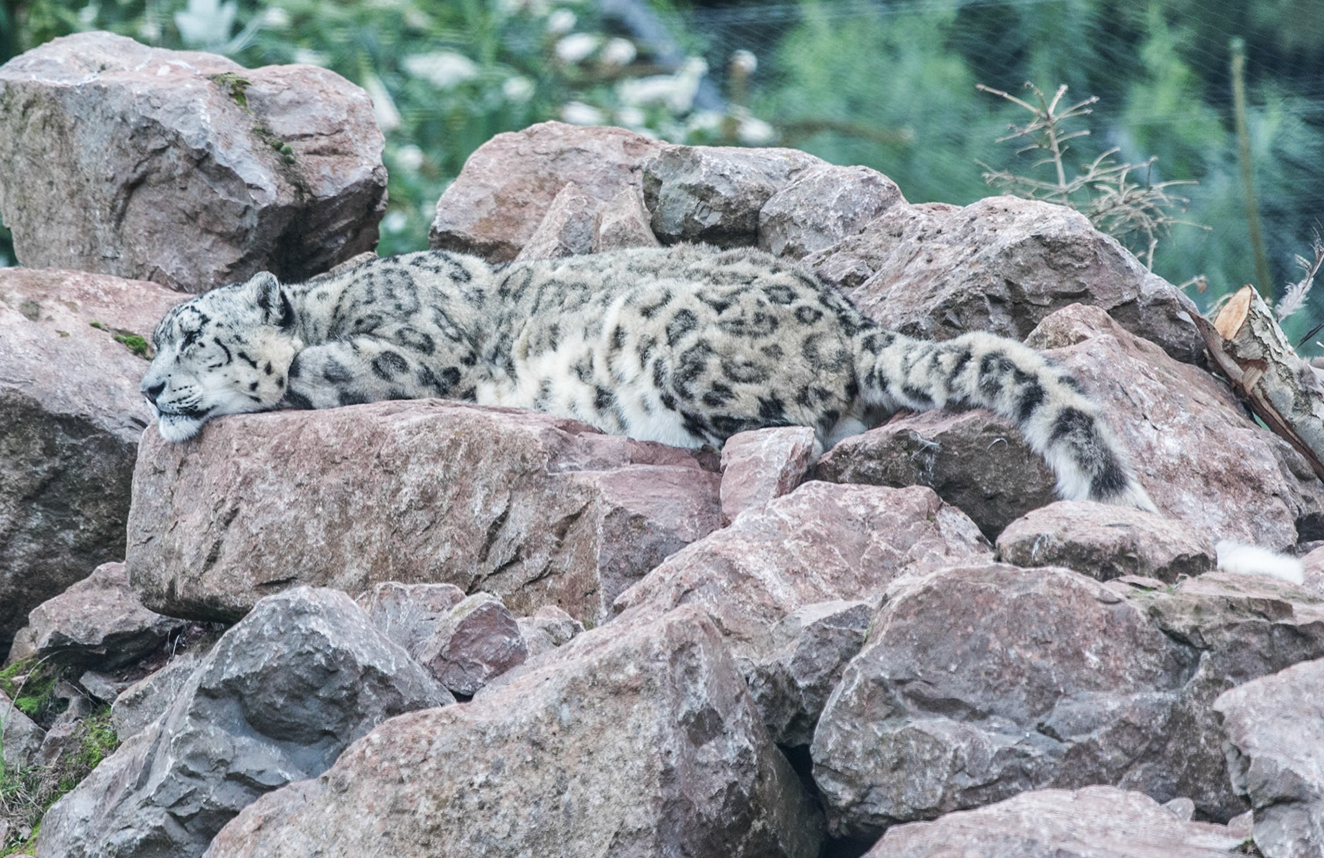 South Lakeland Safari Zoo