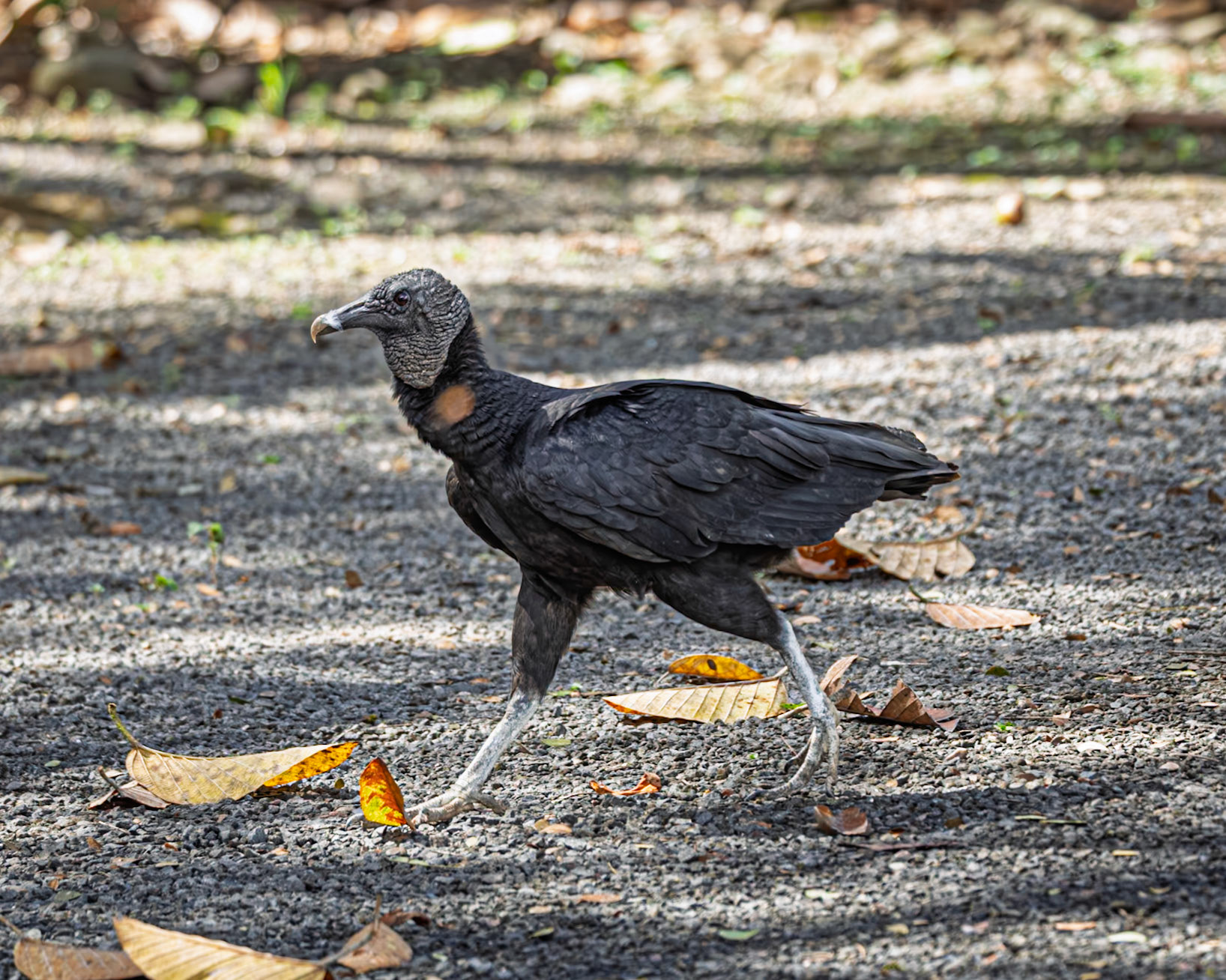 Black Vulture