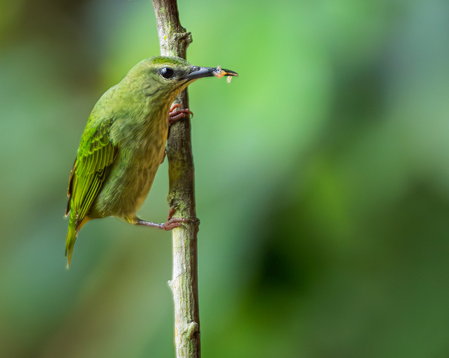 Red-legged Treecreaper