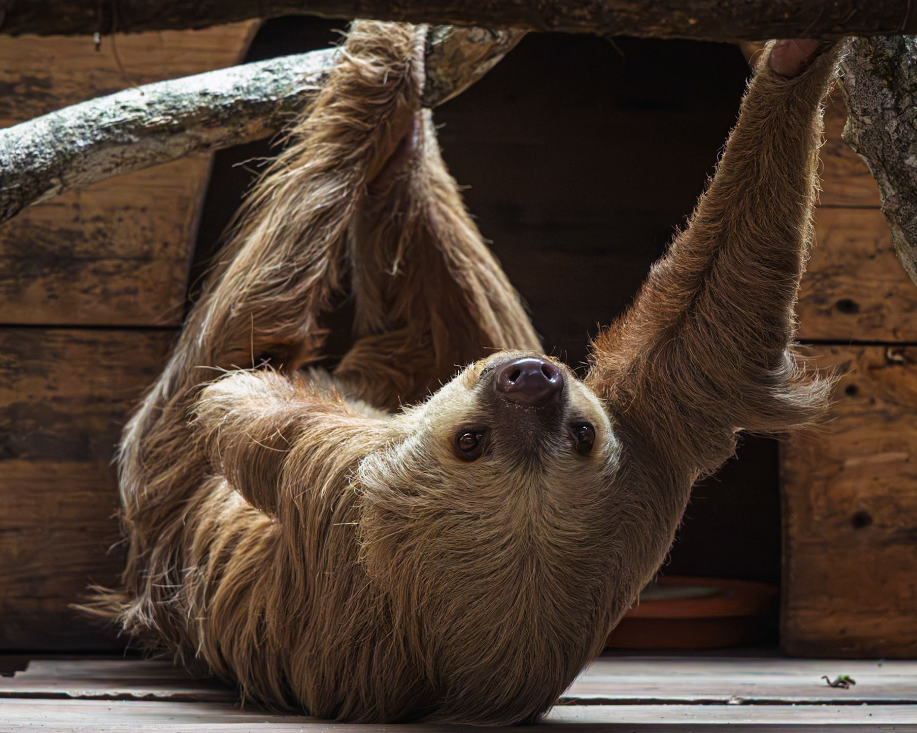 Jaguar Rescue Centre, Two-toed Sloth (injured cannot be released)