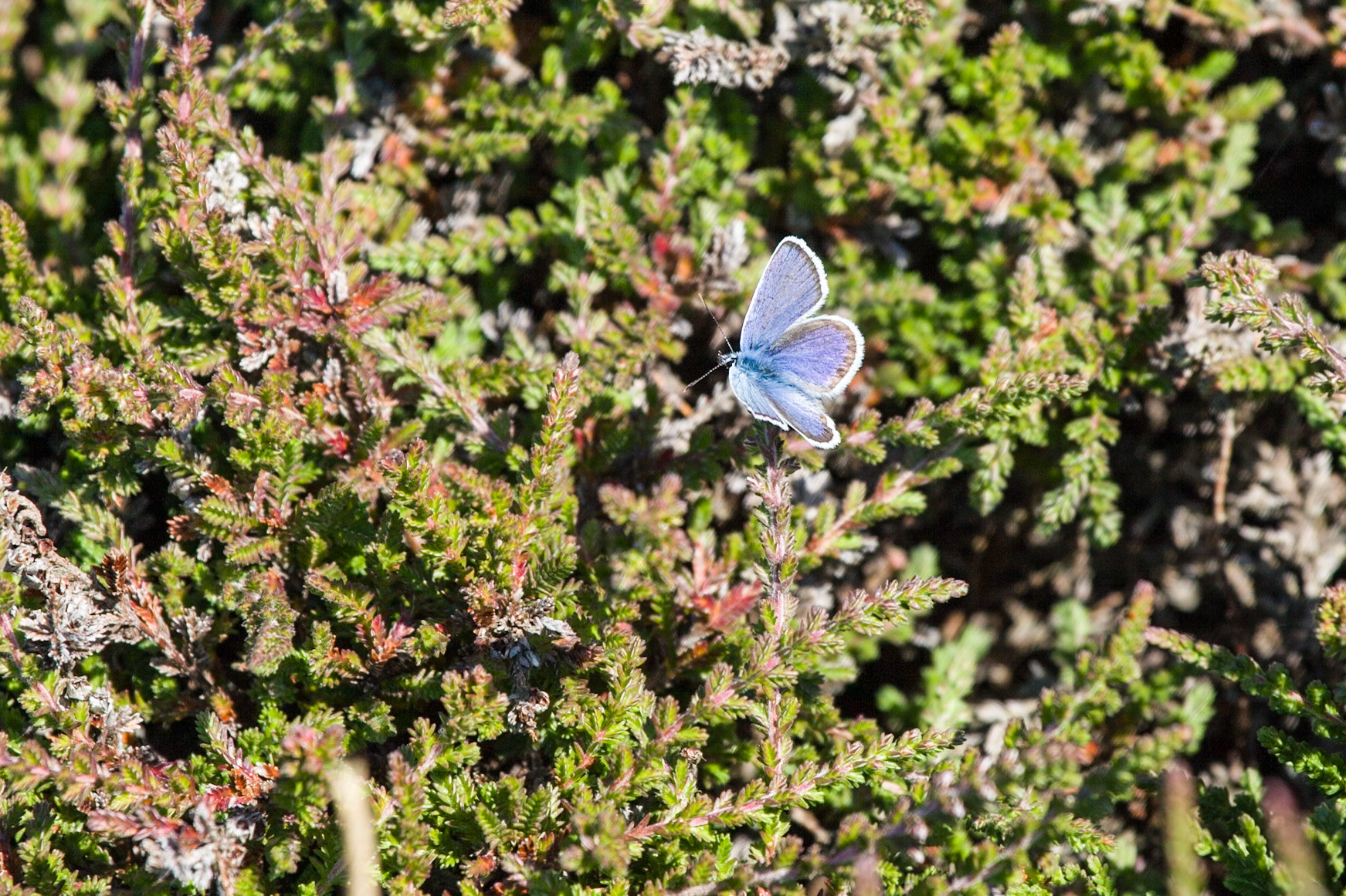 RSPB South Stack