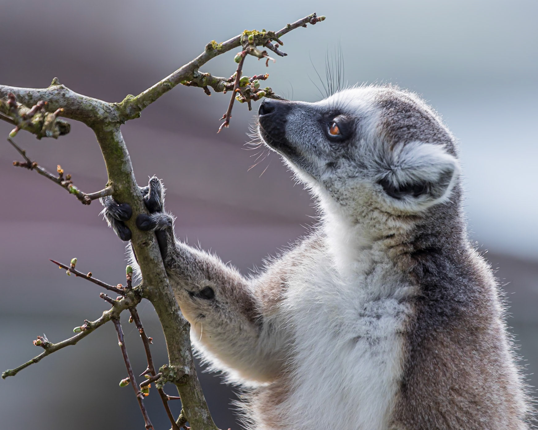 Peak Wildlife park