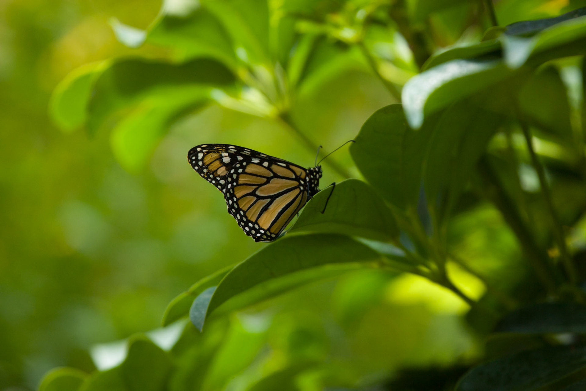 Palmitos Park, Gran Canaria, Butterflys