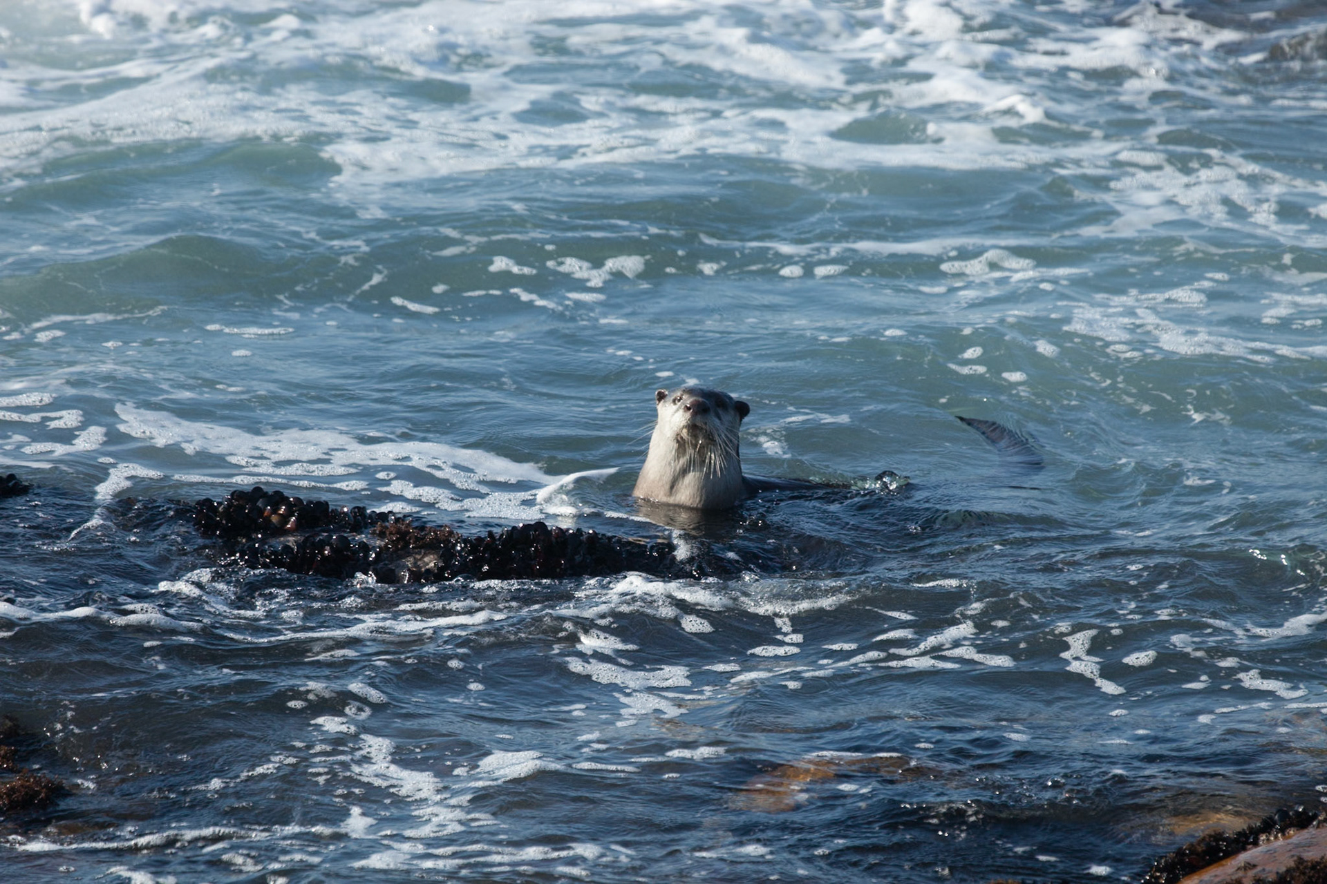 In and around Cape St Francis South Africa