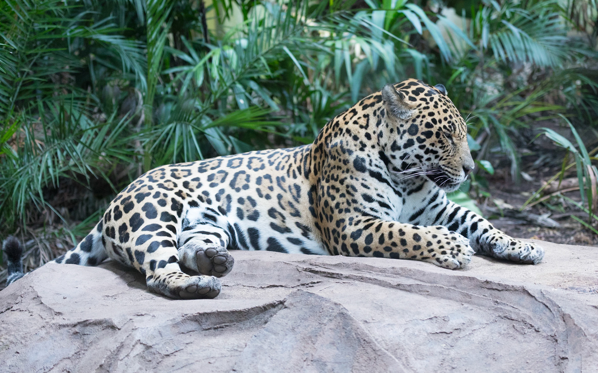 Chester Zoo 2017