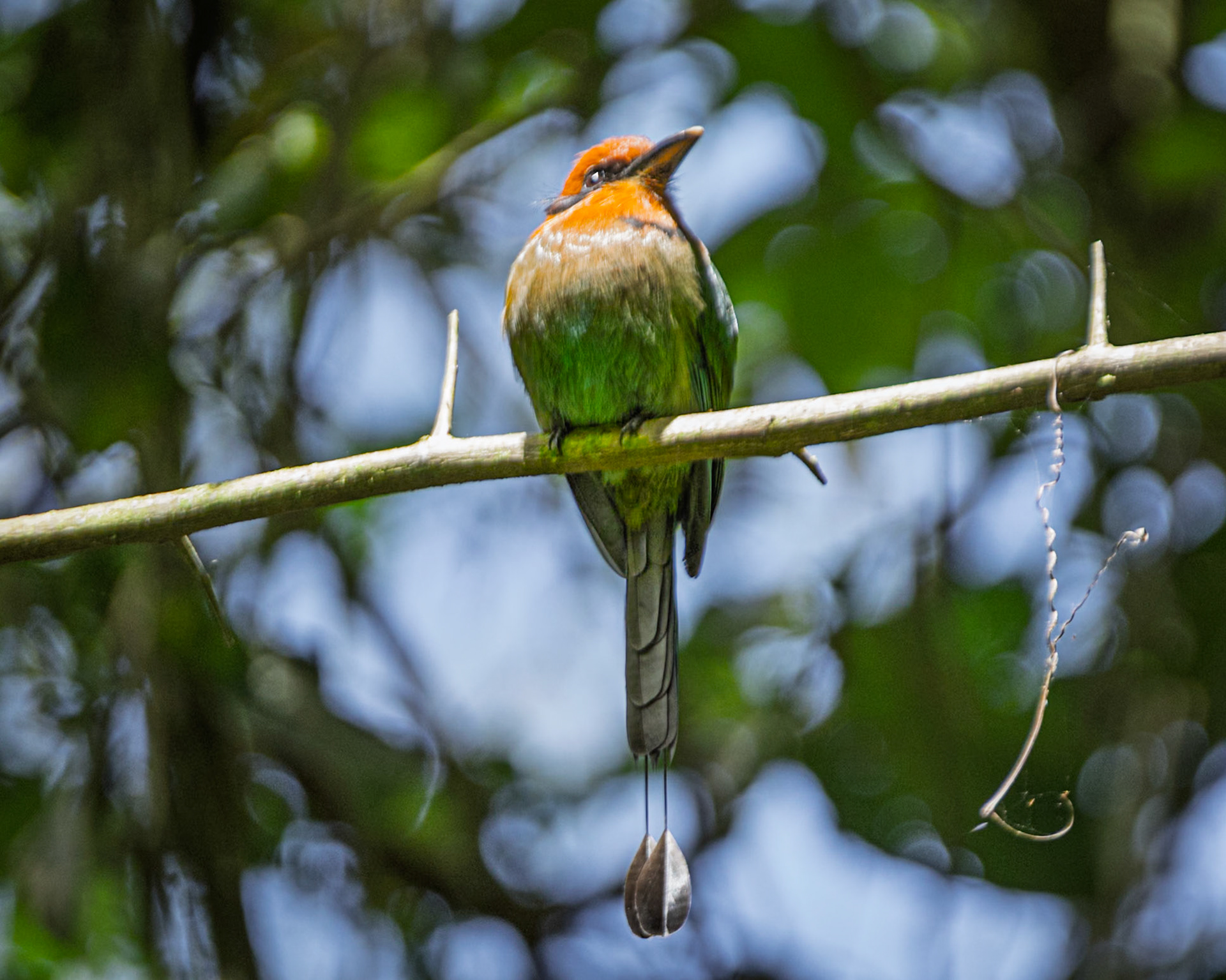 Broad-billed Motmot