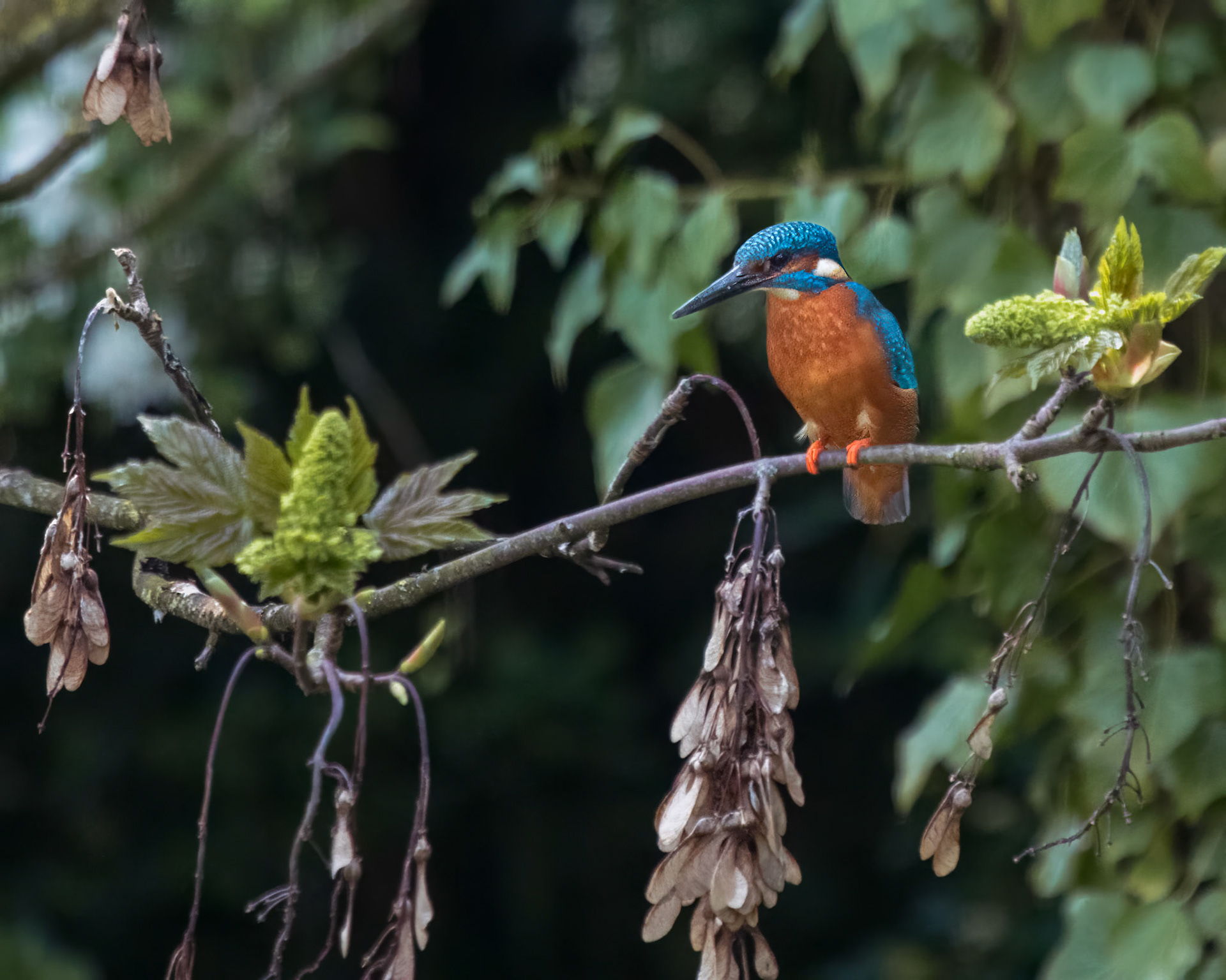 Kingfisher at Chester Zoo