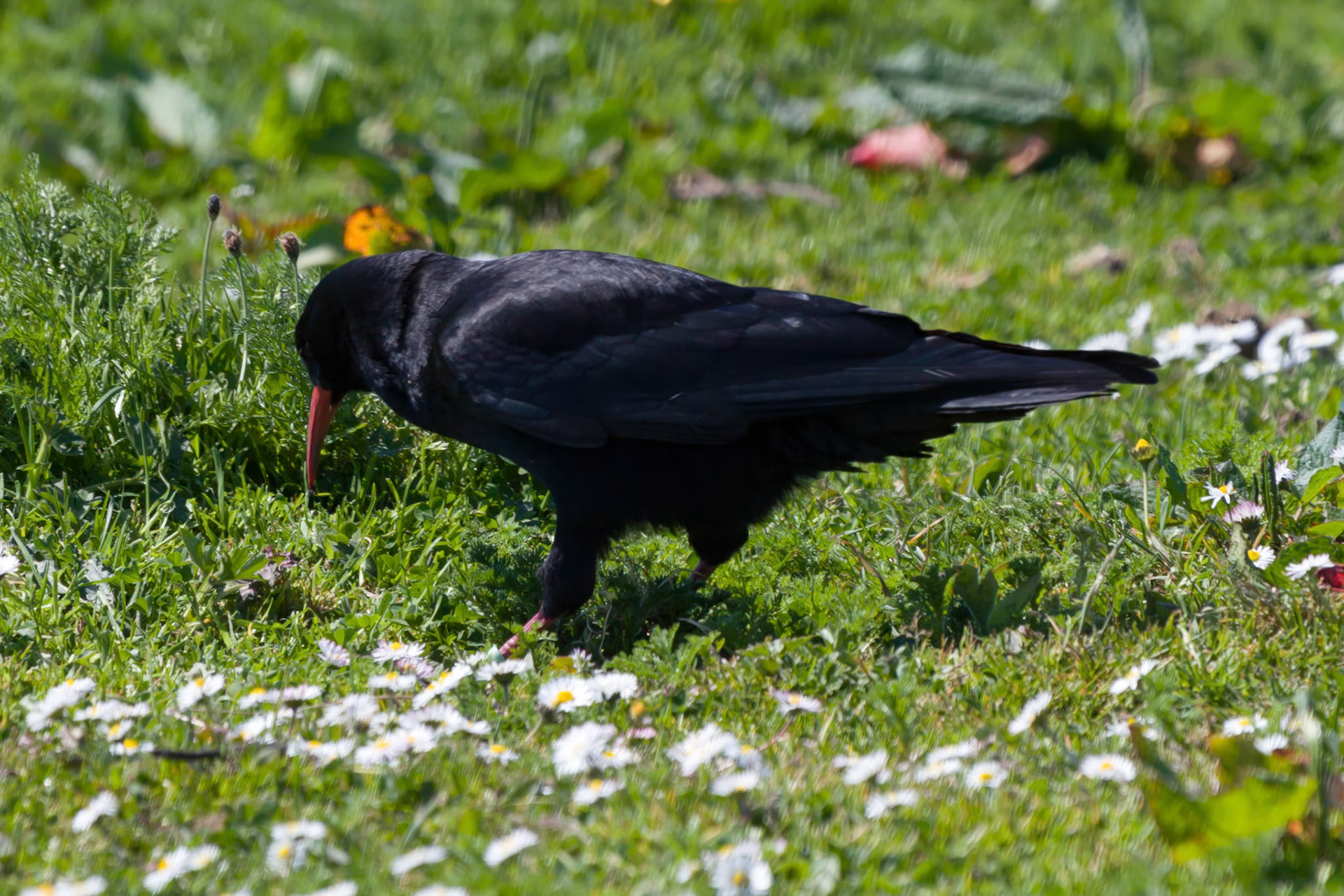 Chough RSPB South Stack