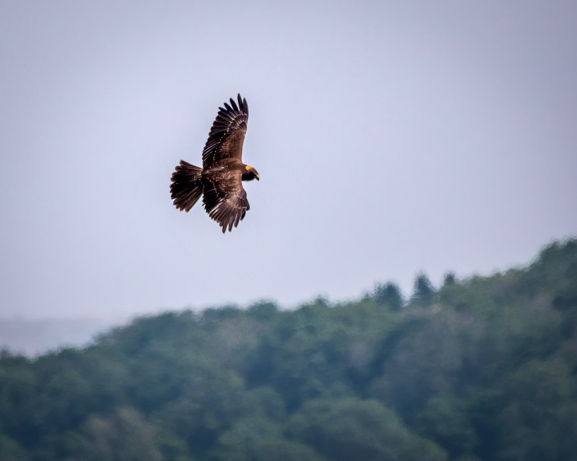 Marsh Harrier