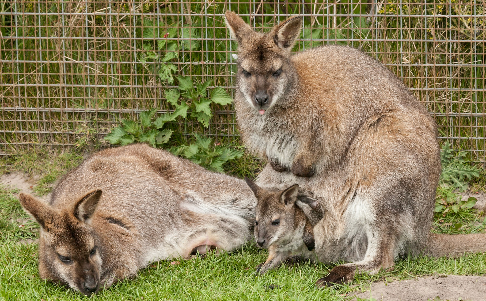 Wallaby and built in pushchair