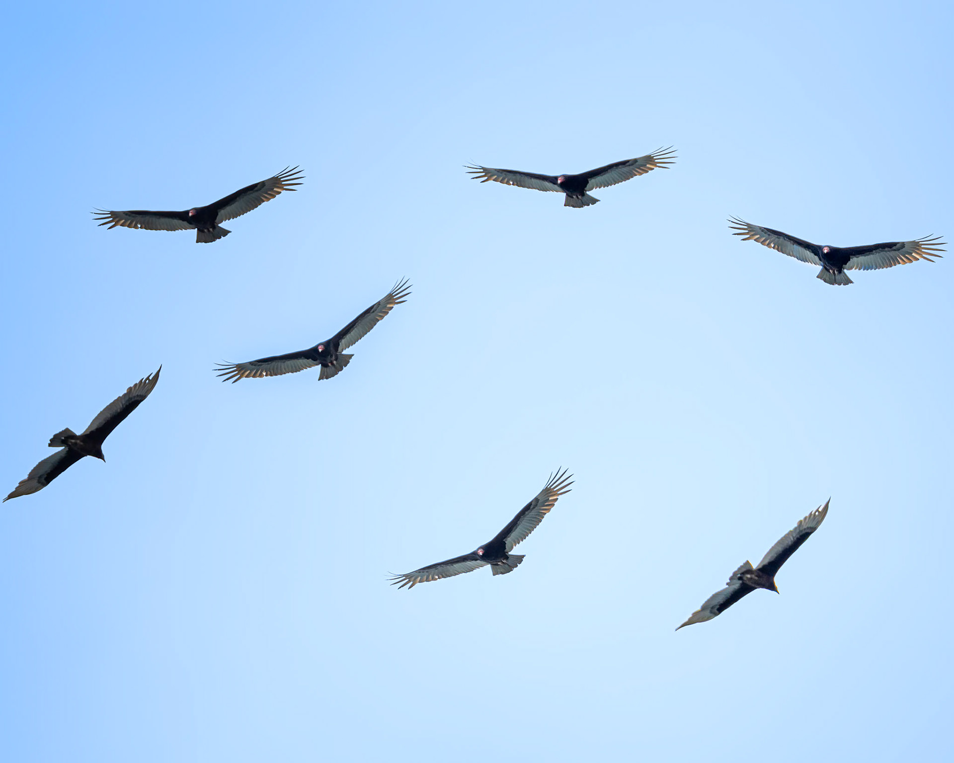 Turkey Vultures