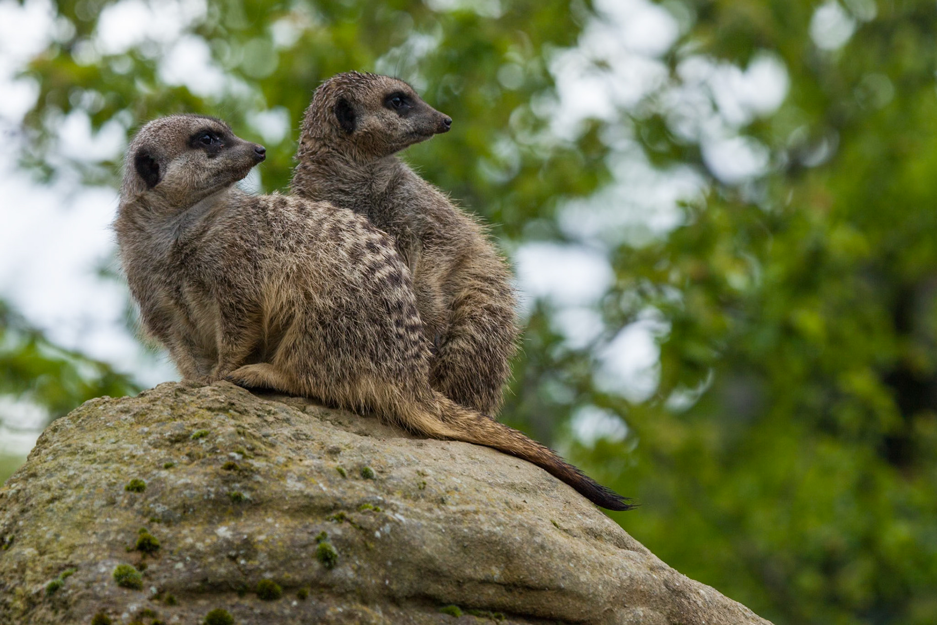 ZSL Meerkats
