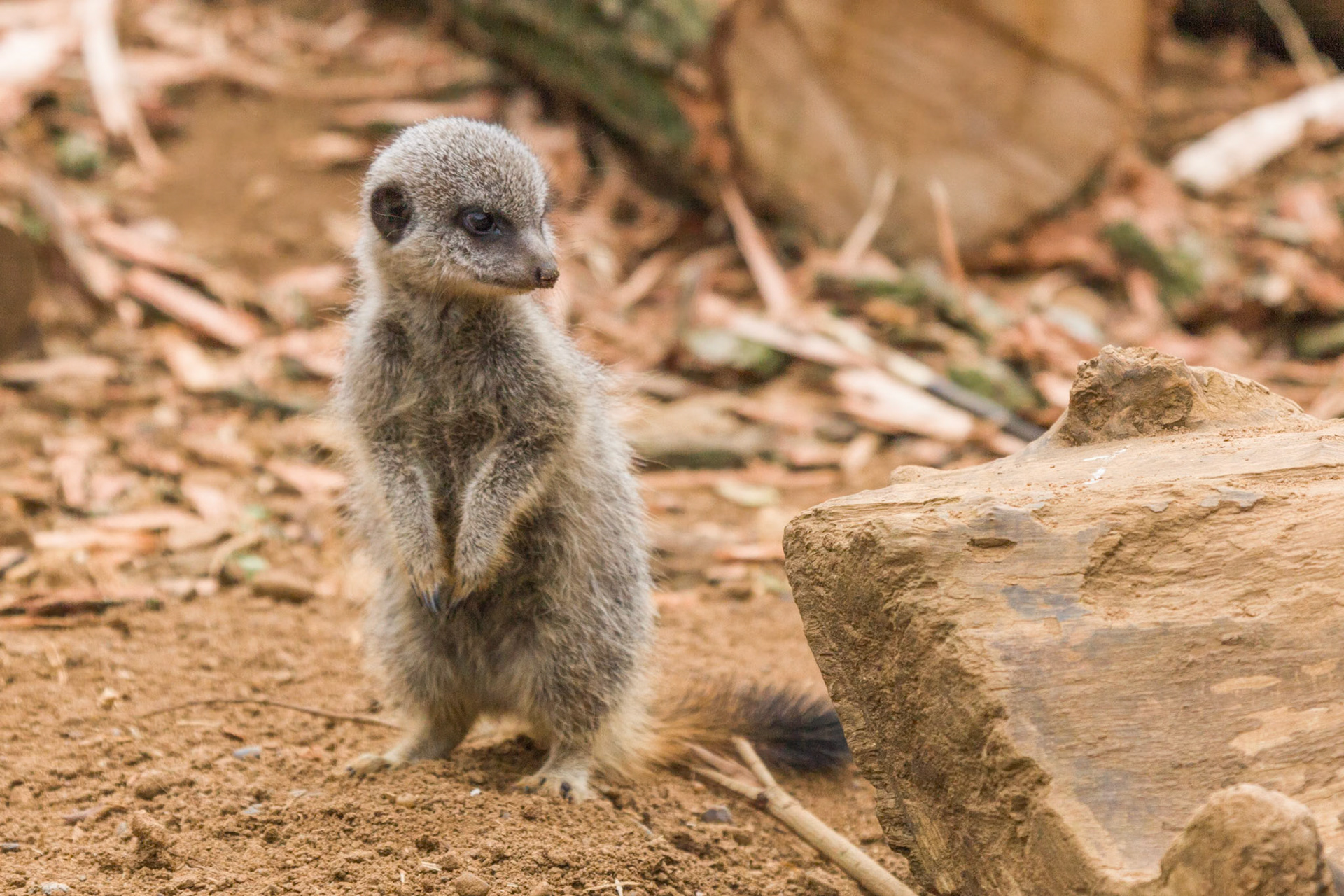 I will be a big Meerkat when I grow up, I will be at least another 2" taller. Chester Zoo 2014