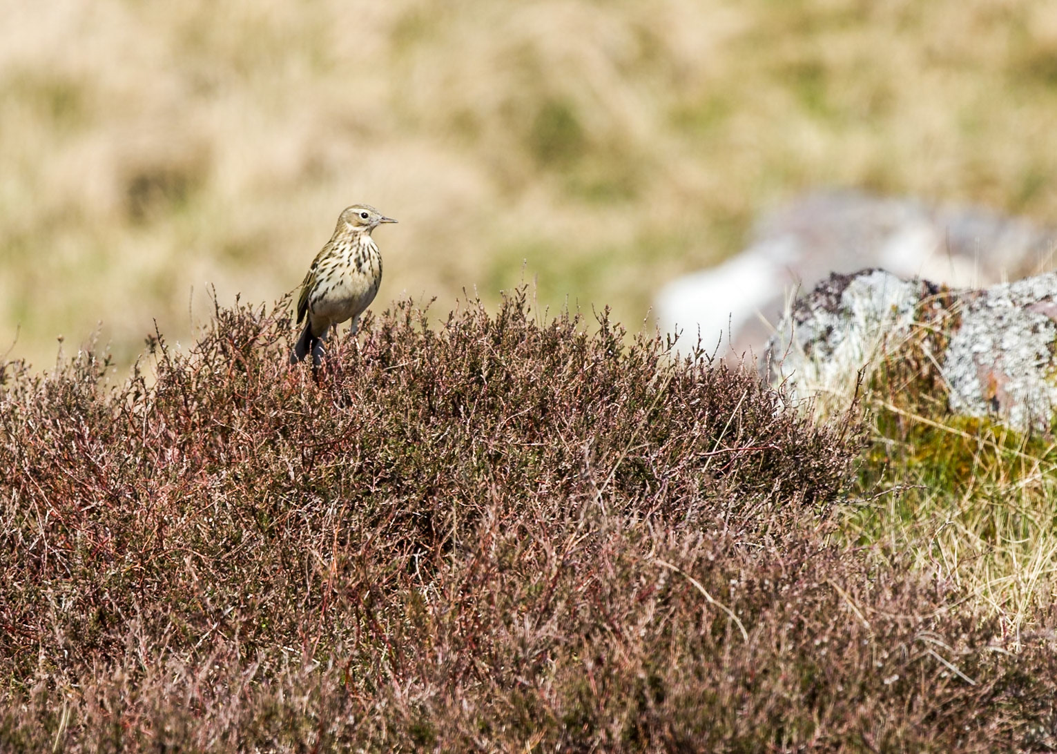 SkyLark - Brecon Beacons