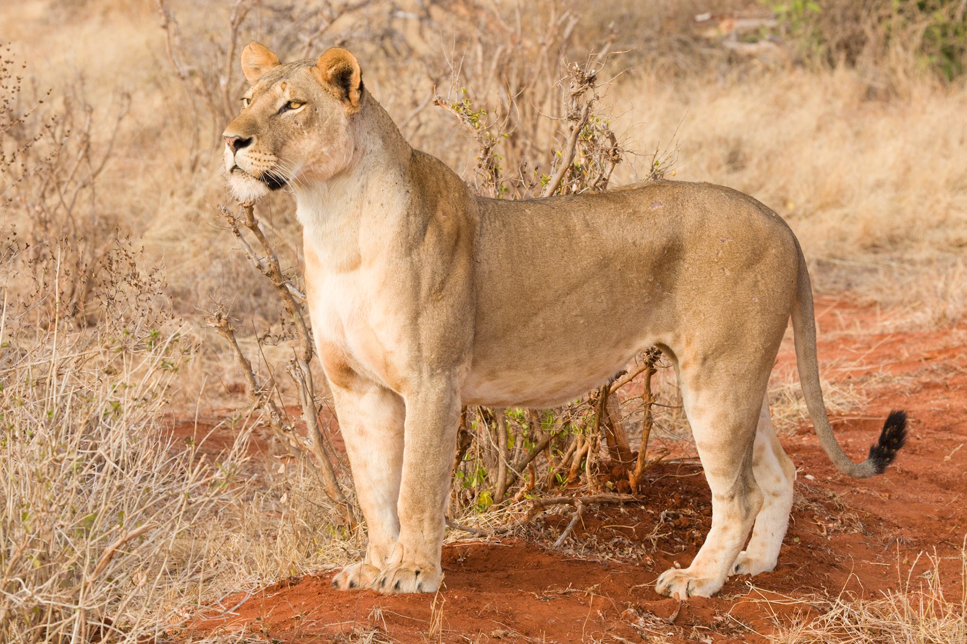 Tsavo Reserves, Kenya