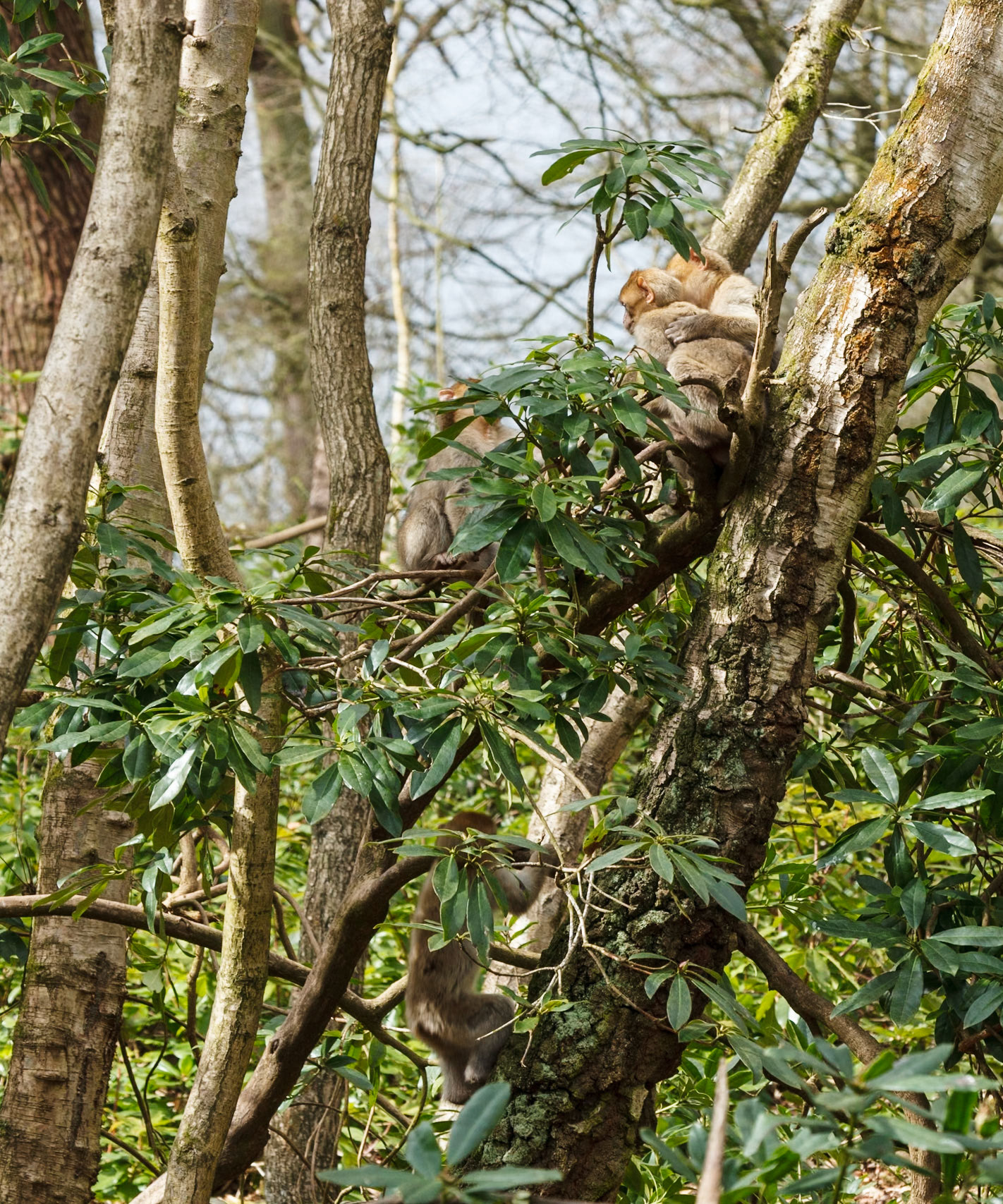 Trentham Monkey Forest, Barbary Macaques