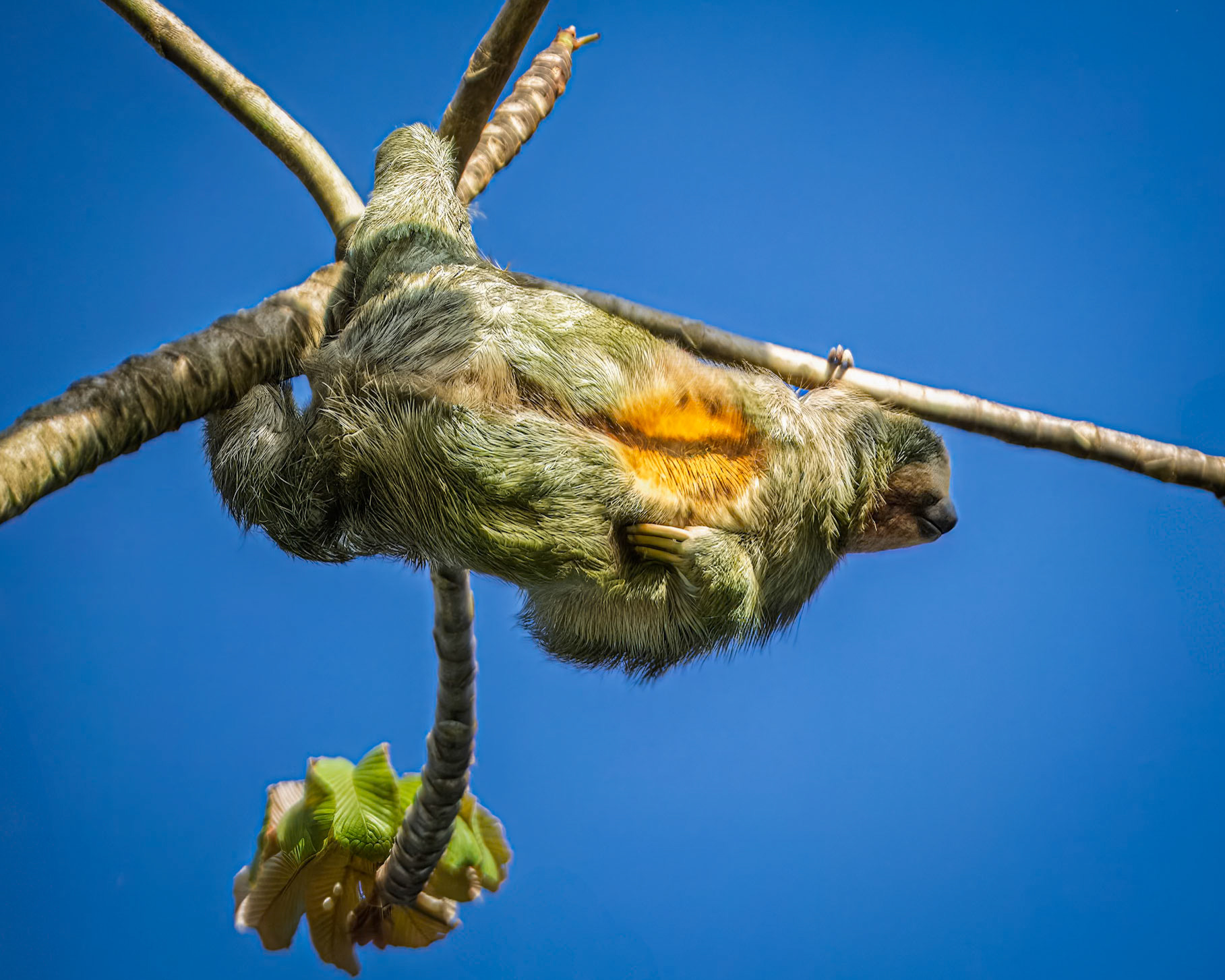 Three-toed Sloth