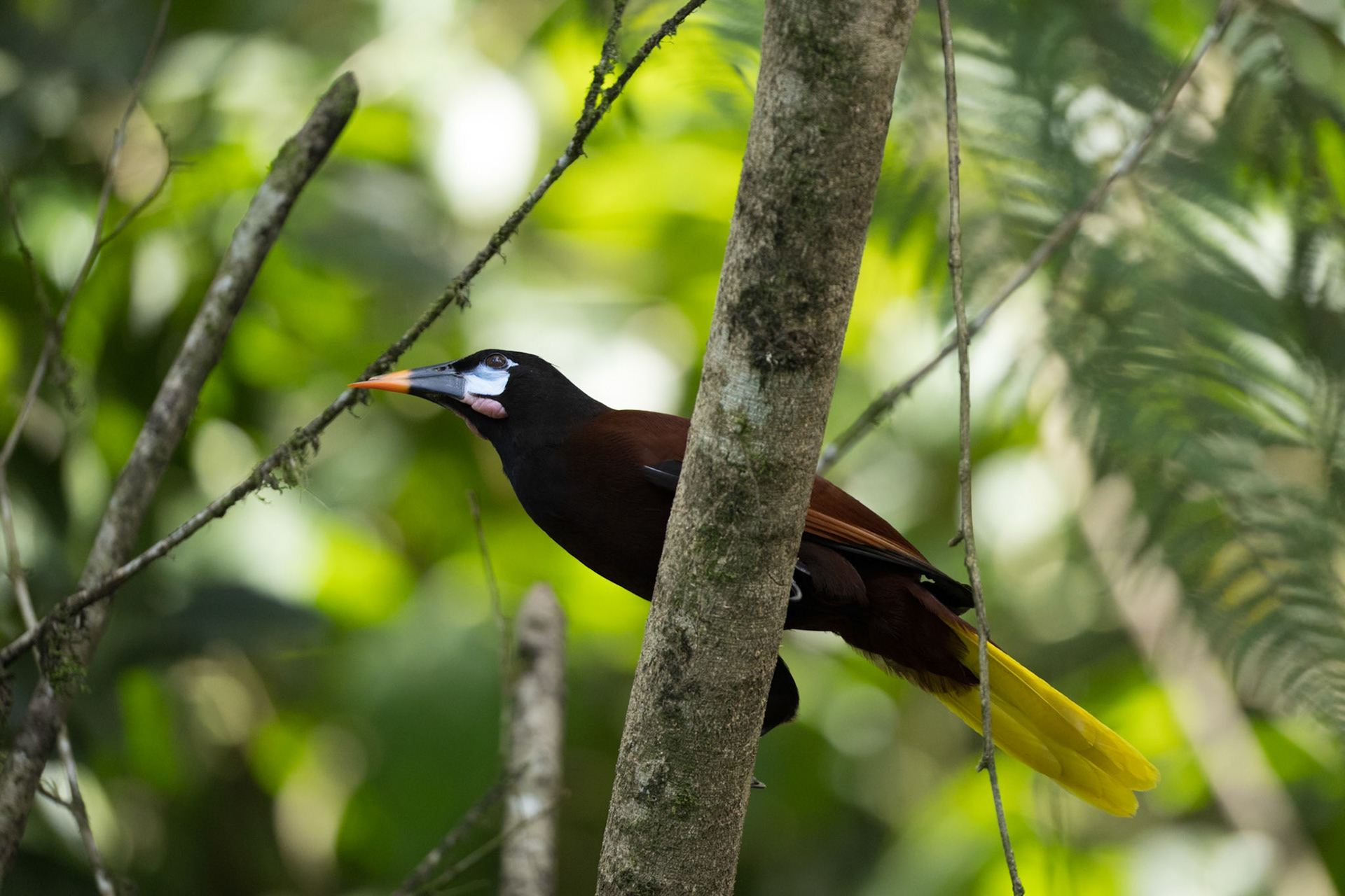 Montezuma Oriopendola