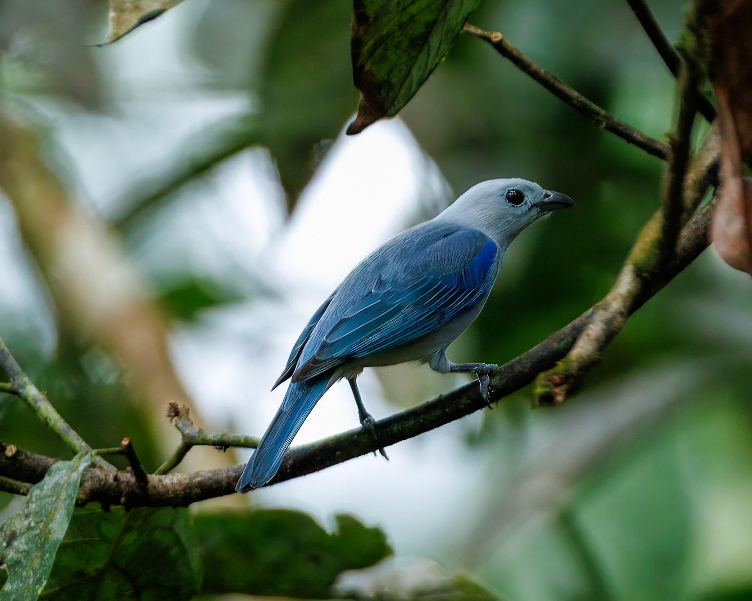 Blue-grey Tanager