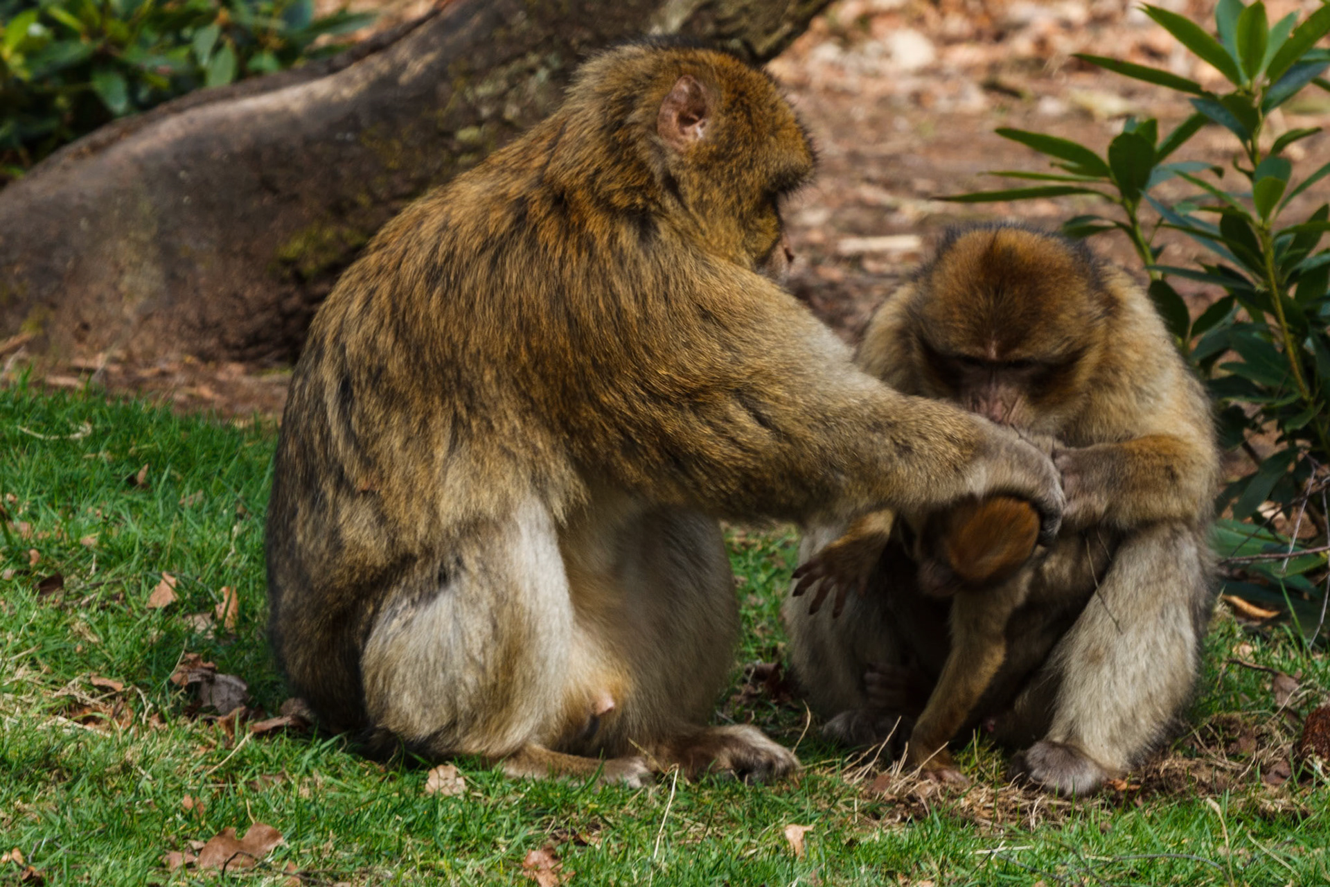 Trentham Monkey Forest, Barbary Macaques