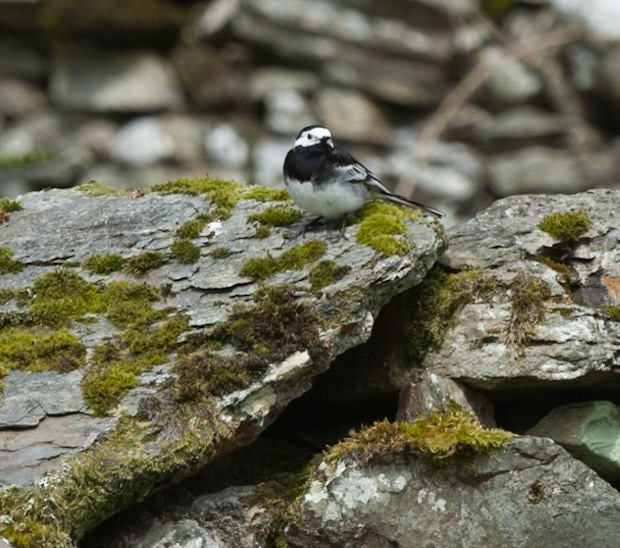 Pied Wagtail