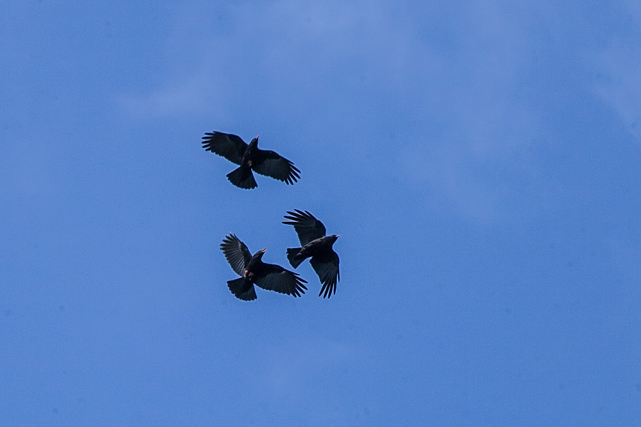 RSPB South Stack