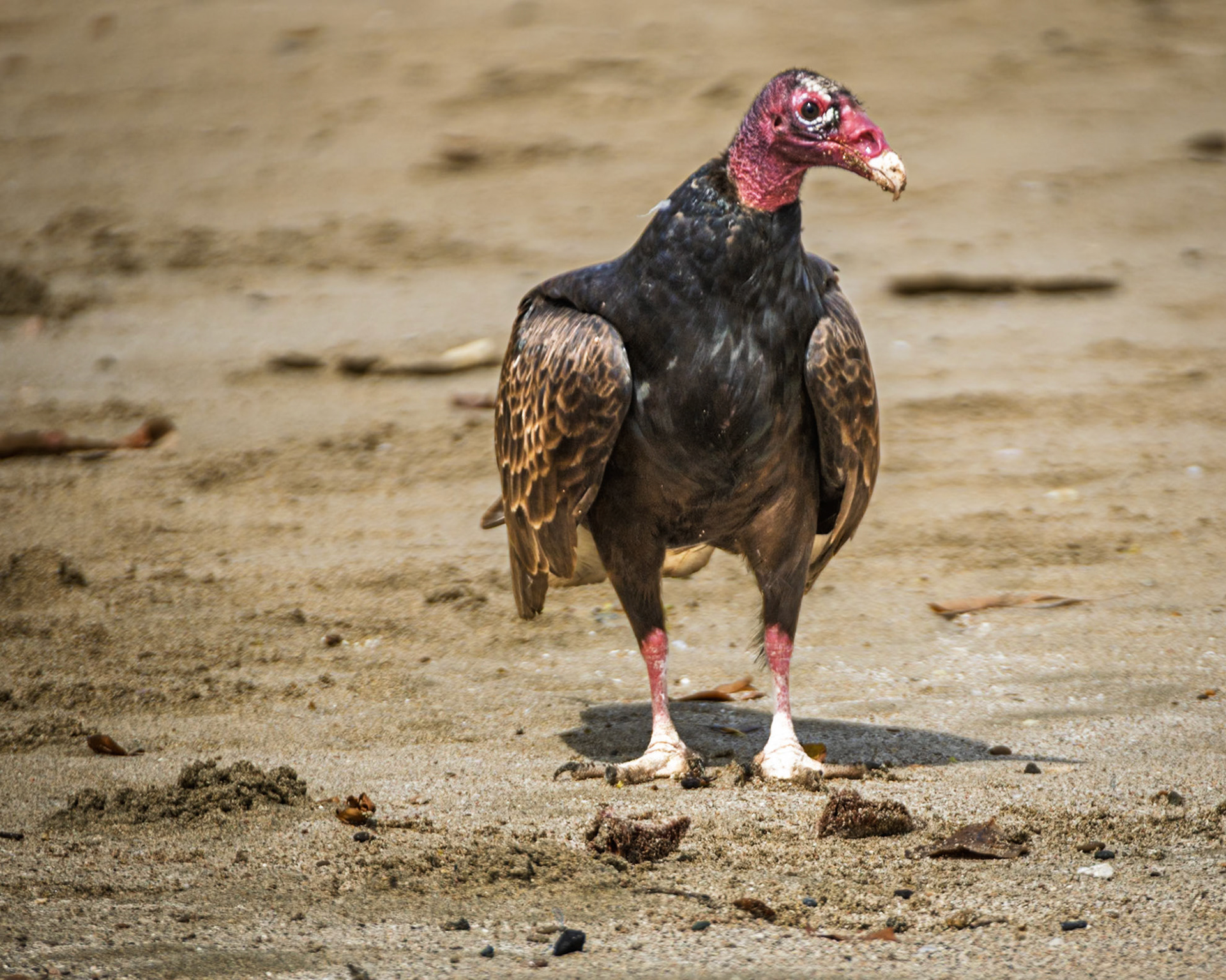 Turkey Vulture