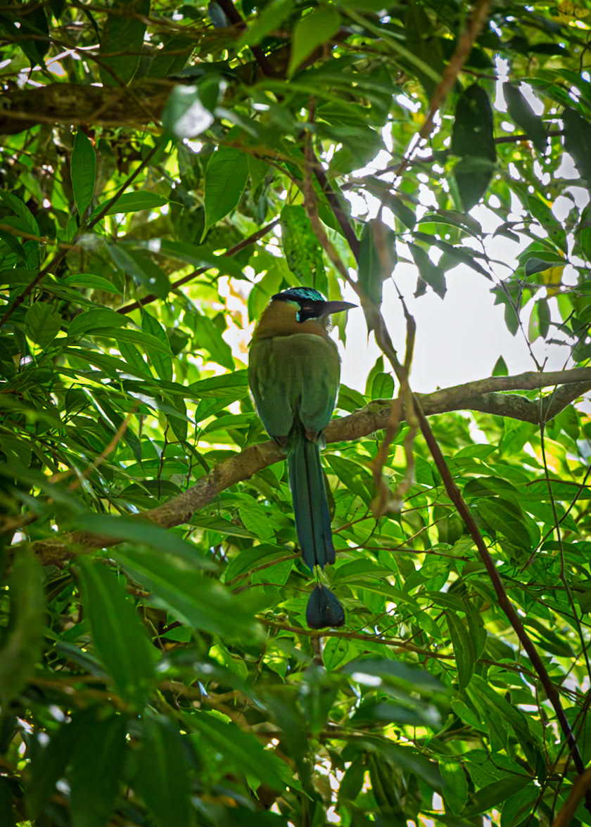 Blue Crowned Motmot