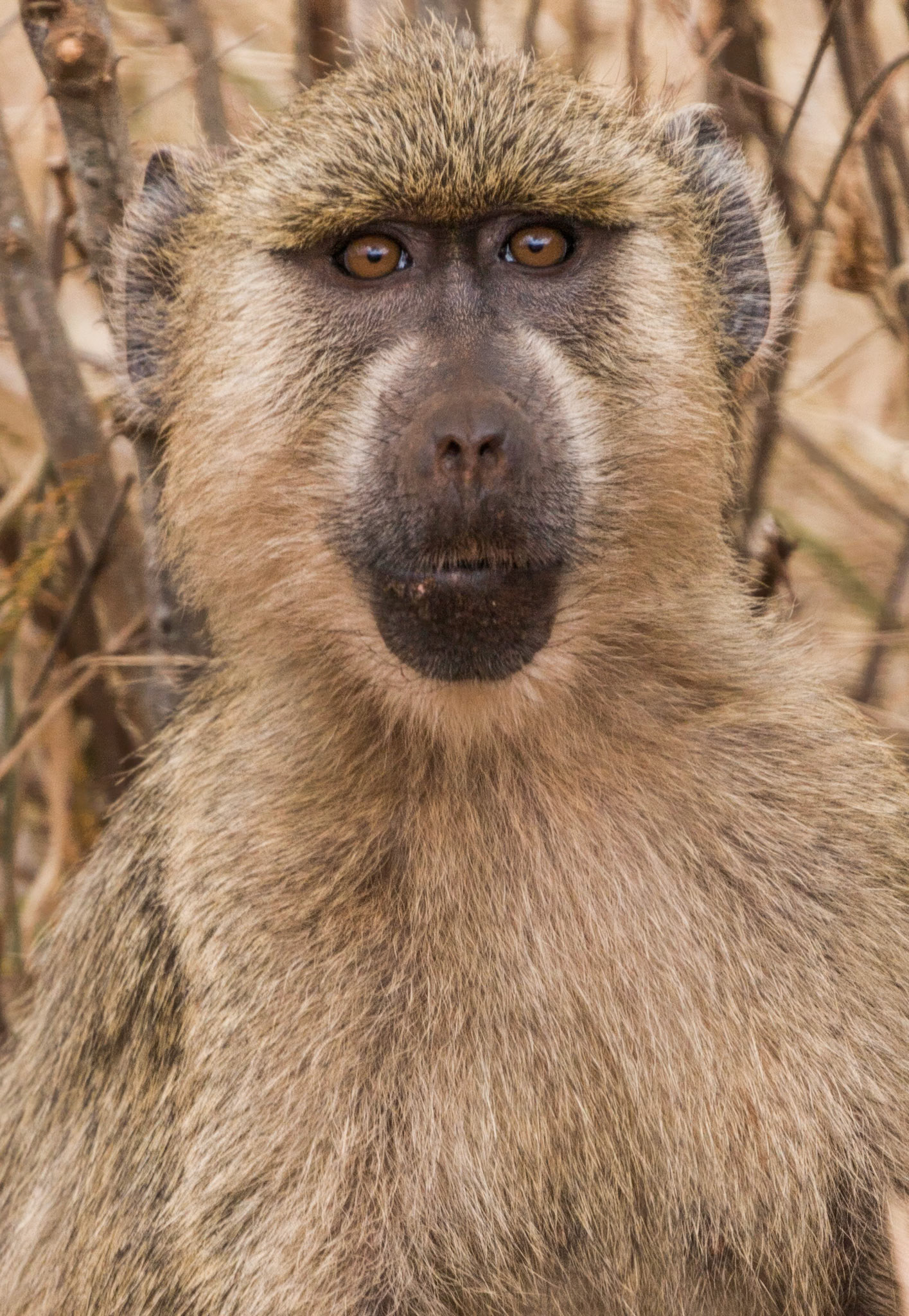Tsavo East and West, Kenya
