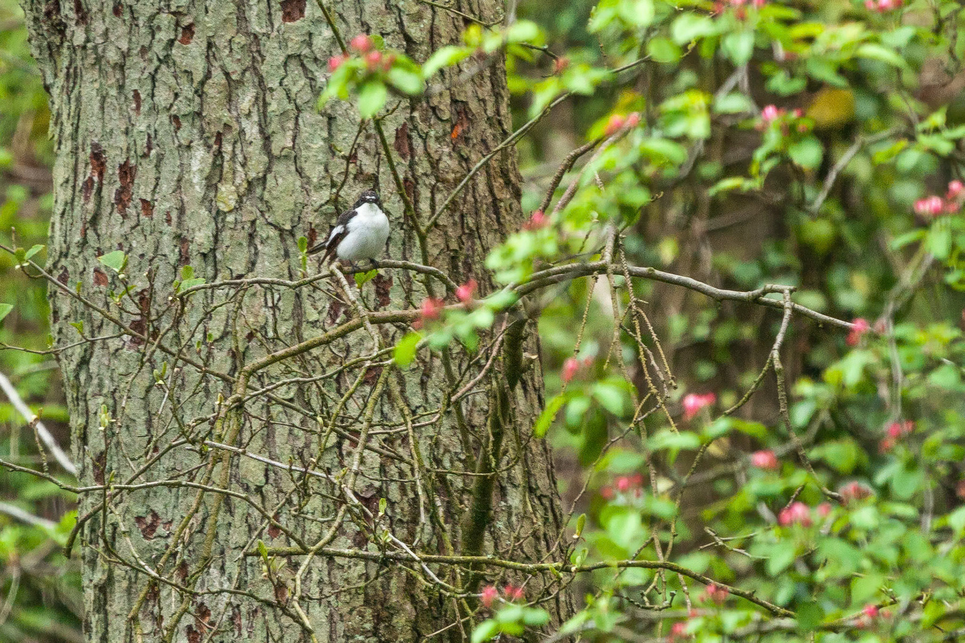 RSPB Coombes Valley