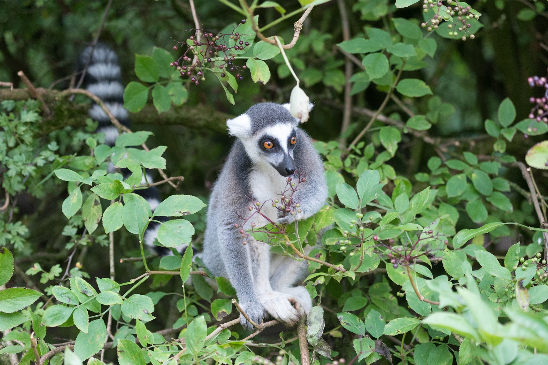 South Lakeland Safari Zoo