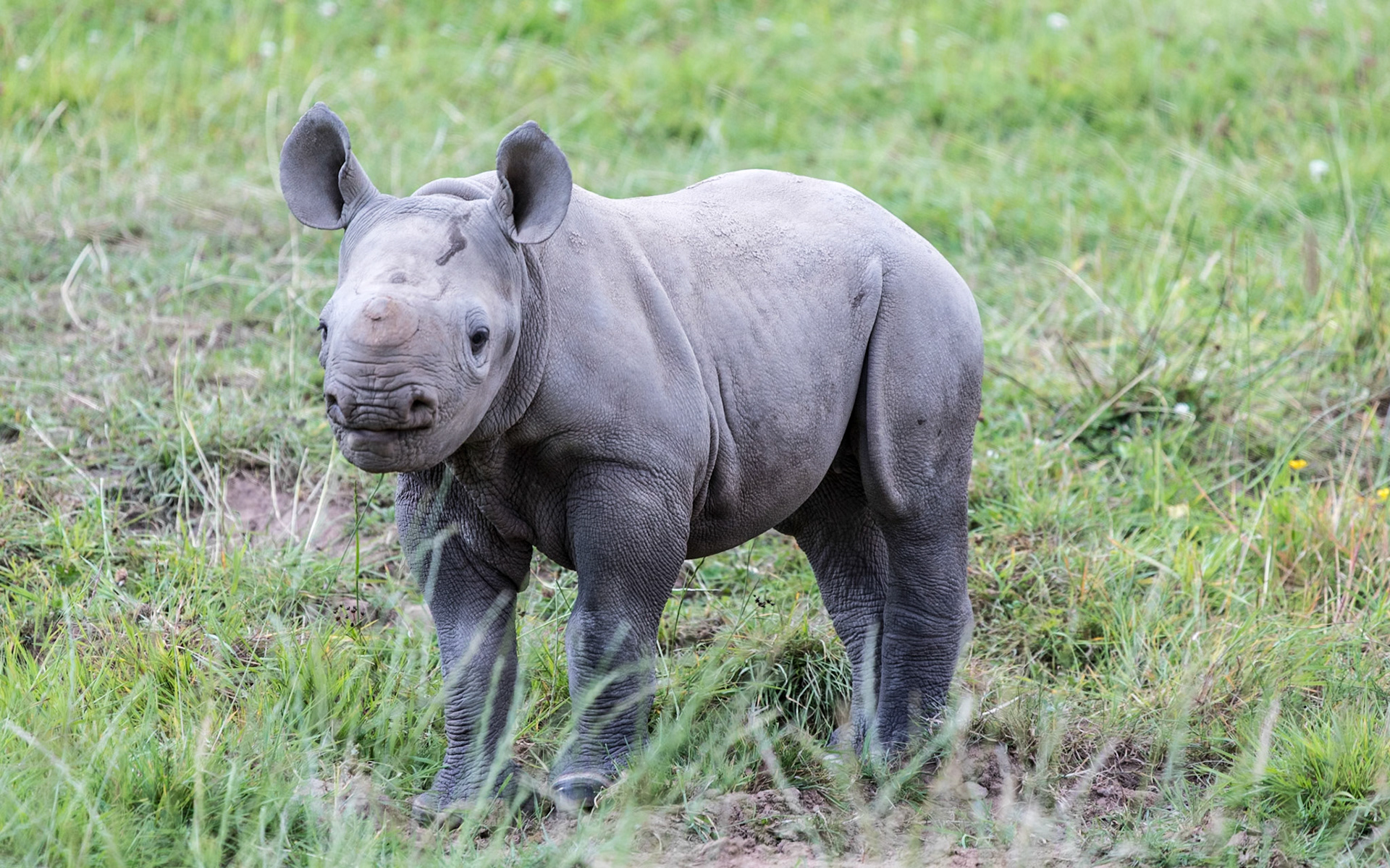 Chester Zoo 2017