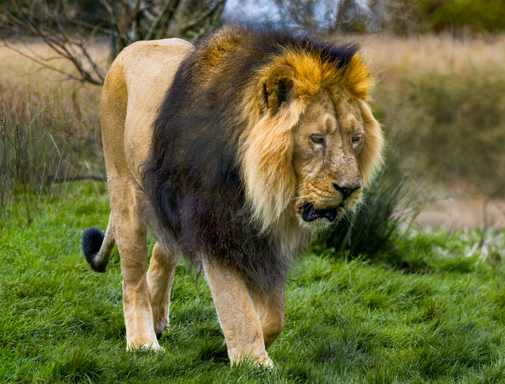 Lion, Chester Zoo